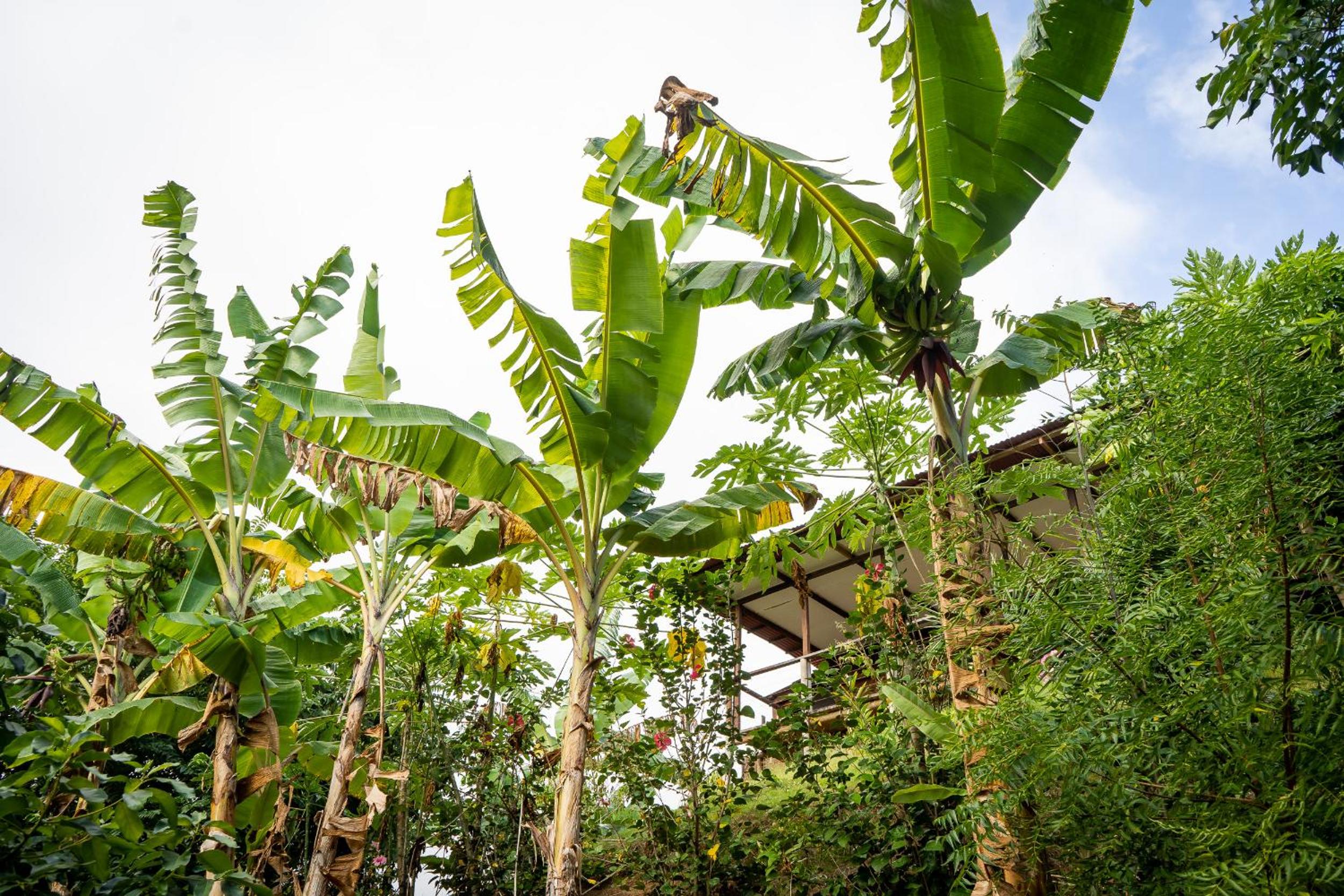 La Casita del Bosque