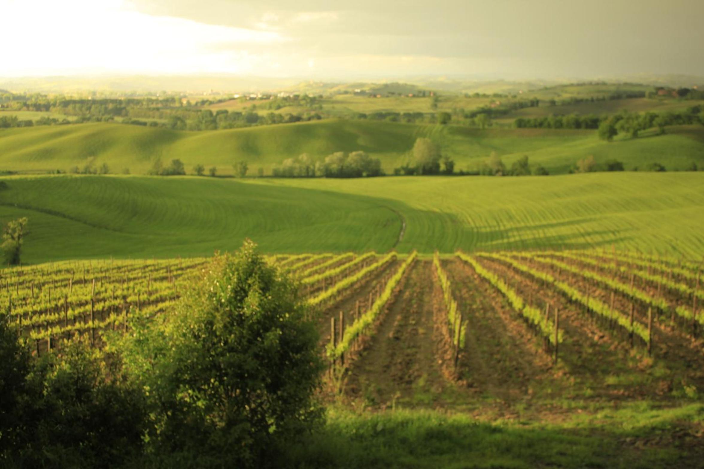 Wine Resort Colsereno