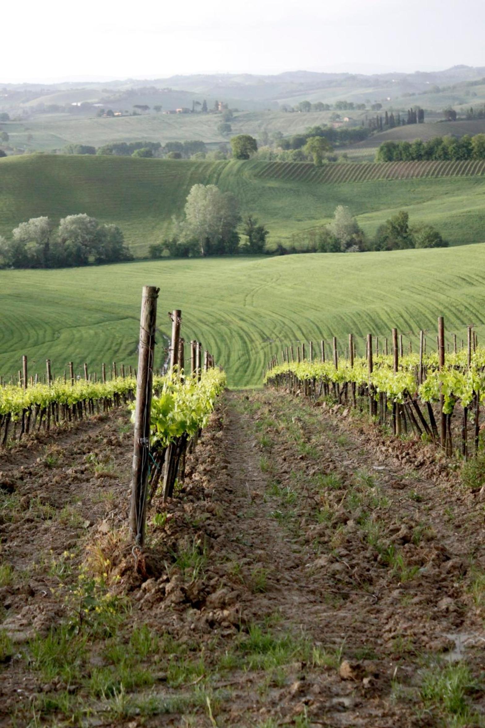 Wine Resort Colsereno