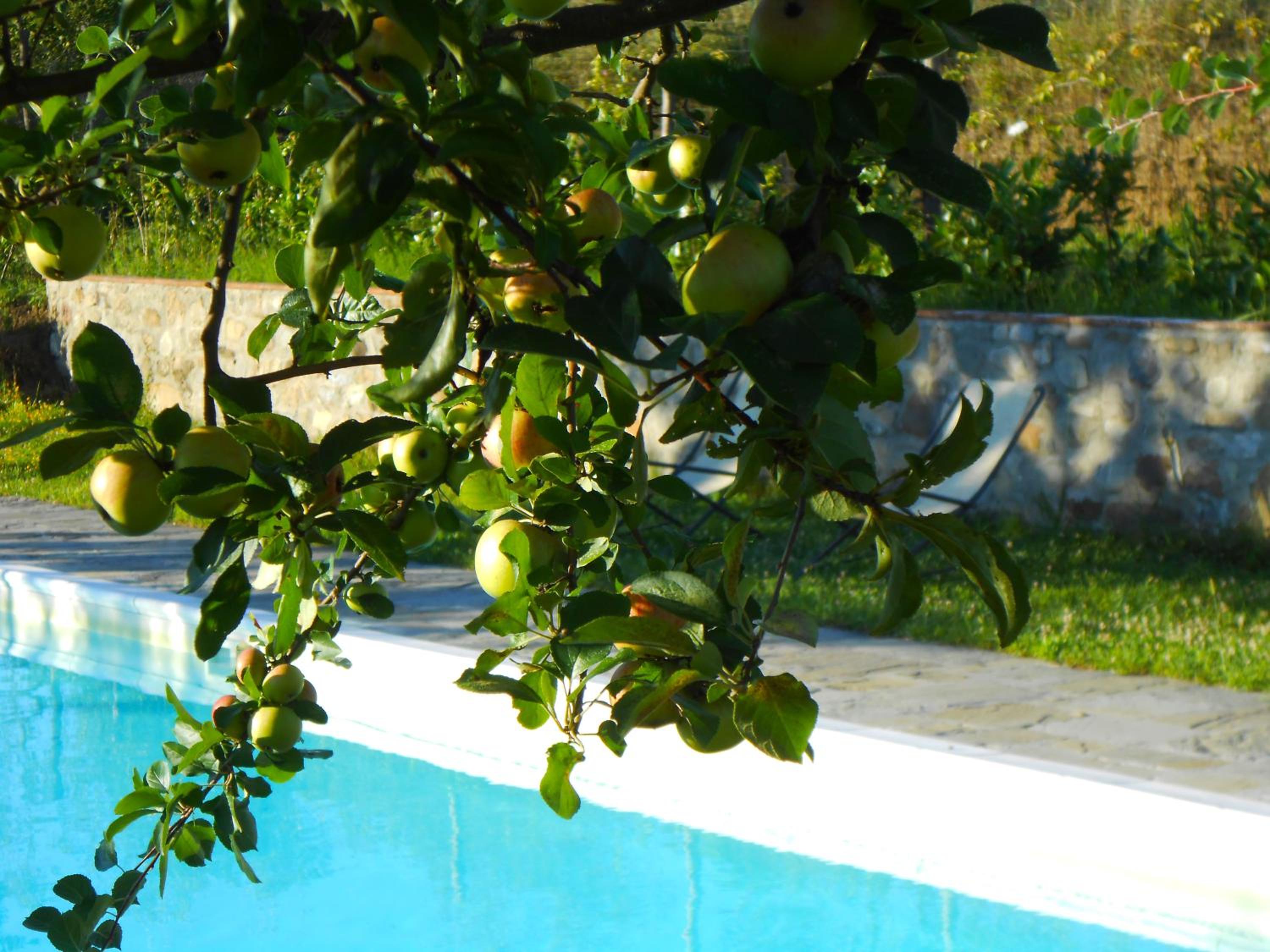 Amedea Tuscany Country Experience