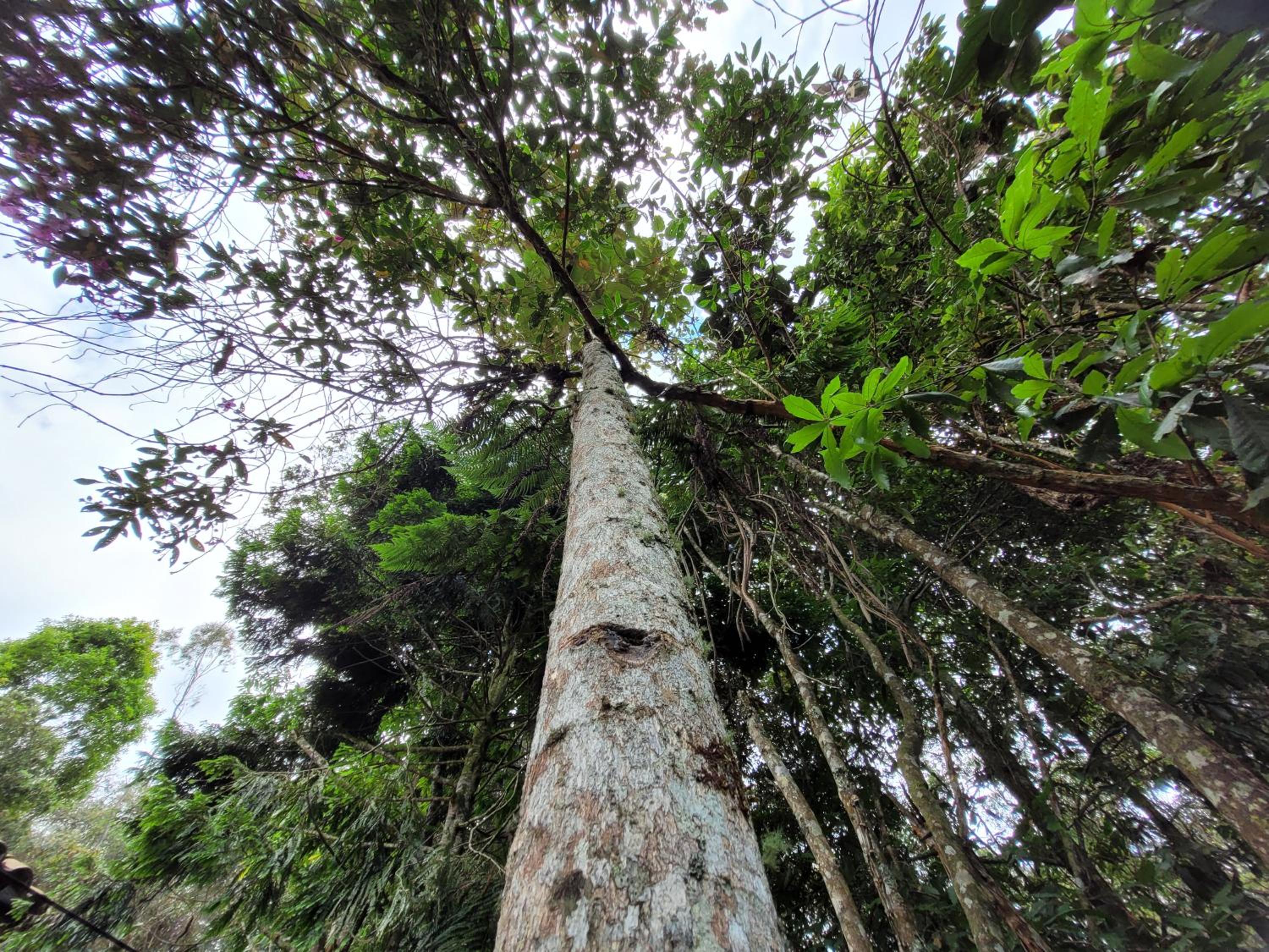 Refugio en el Bosque