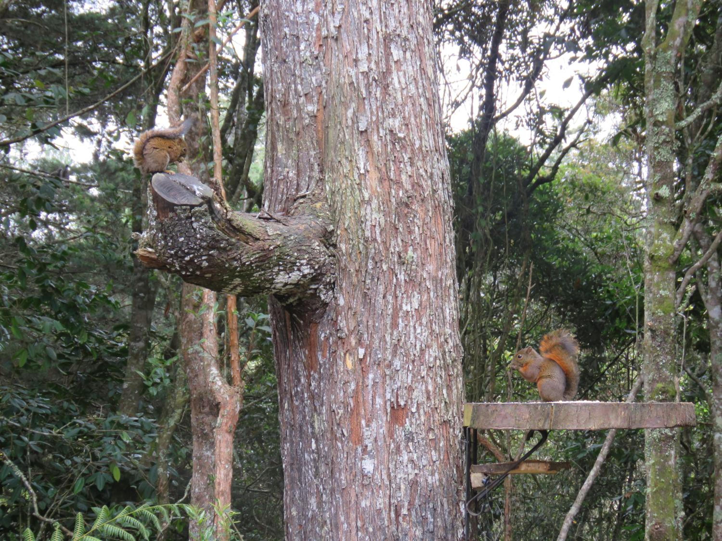 Refugio en el Bosque