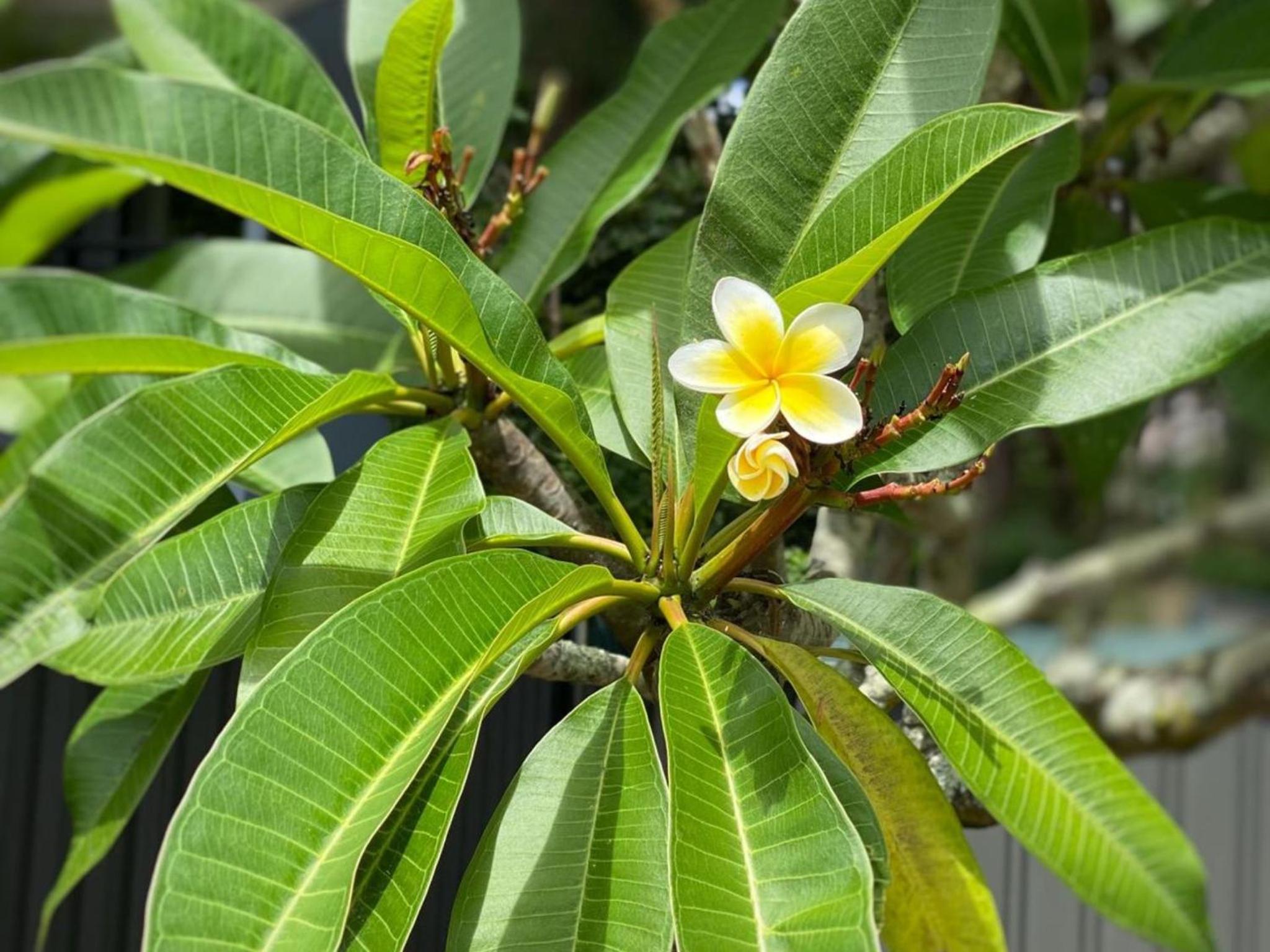 Pirralea Pde 9