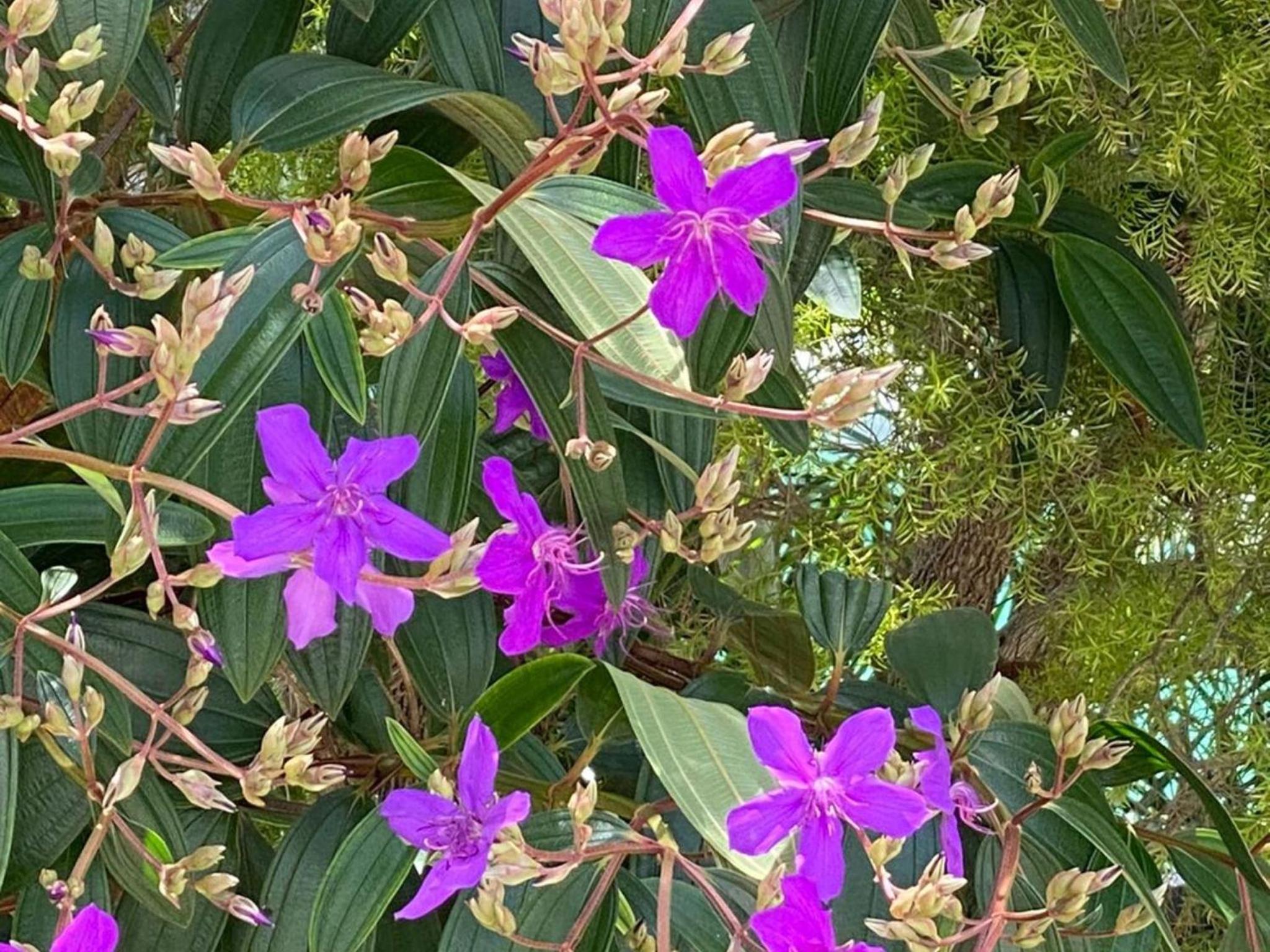 Pirralea Pde 9