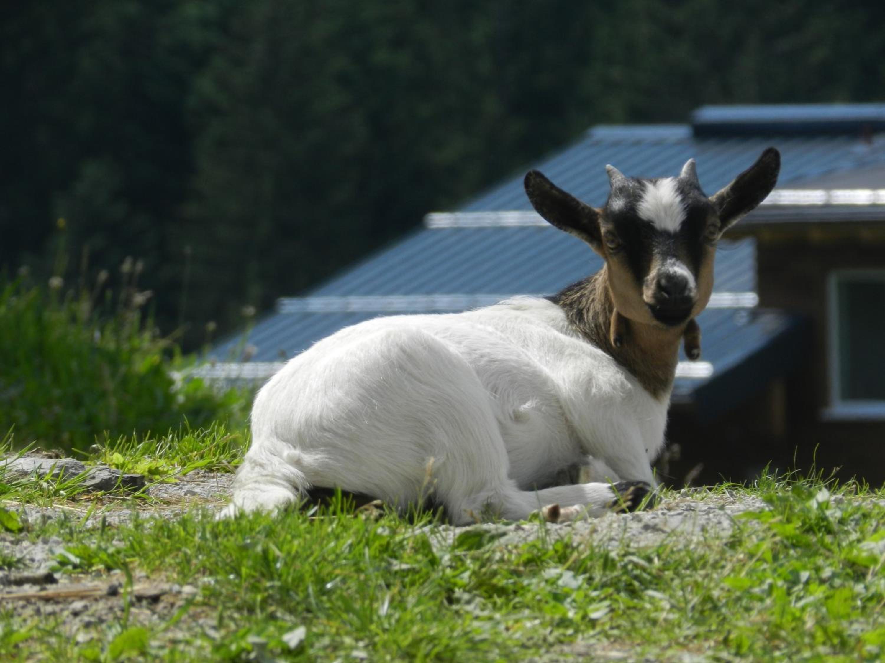 Blasbichlerhof