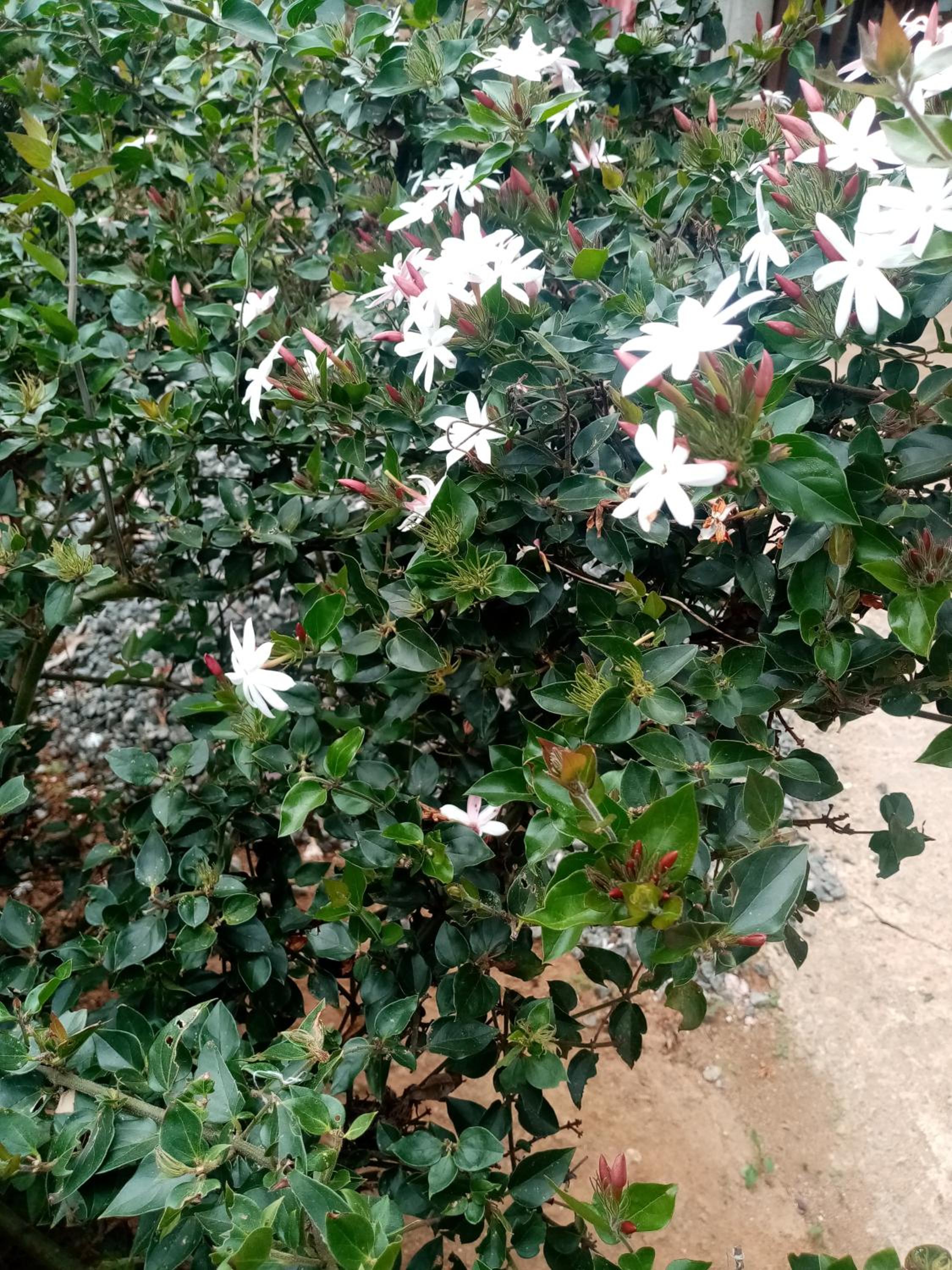 Photo 45