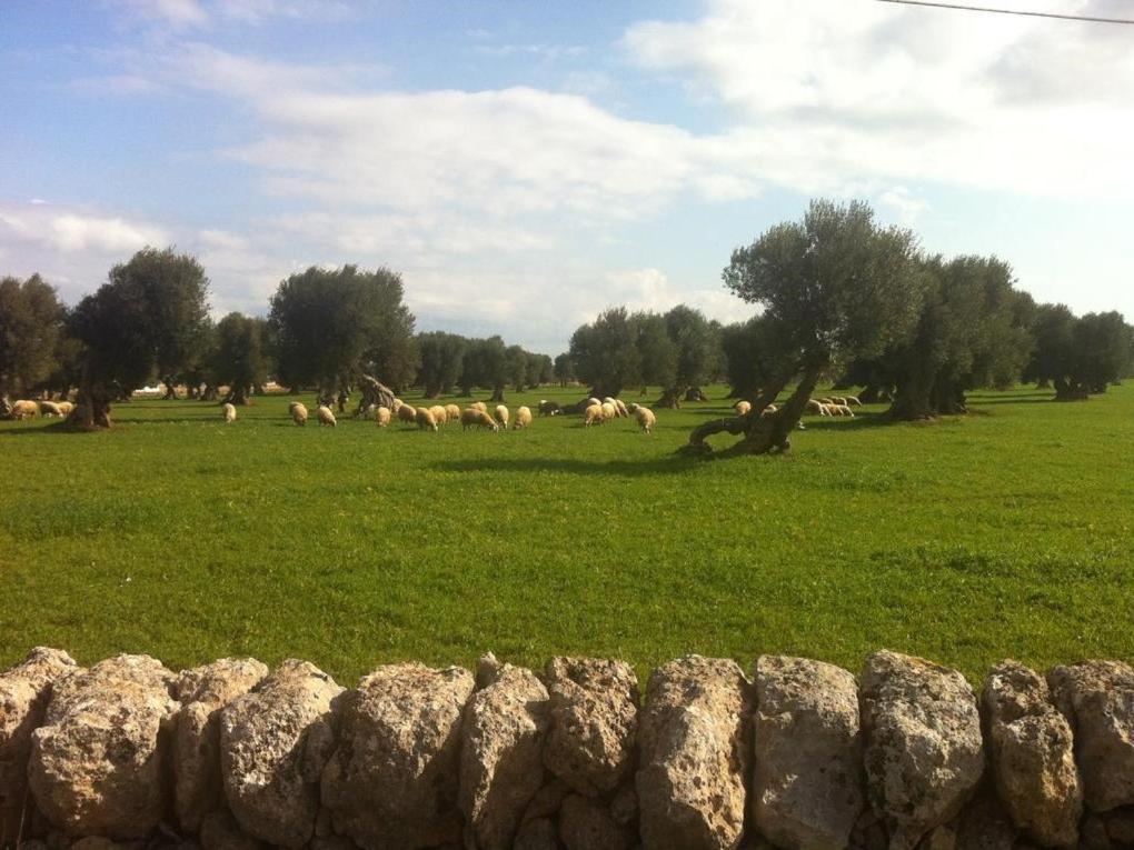Masseria Pelosella B&B view 3