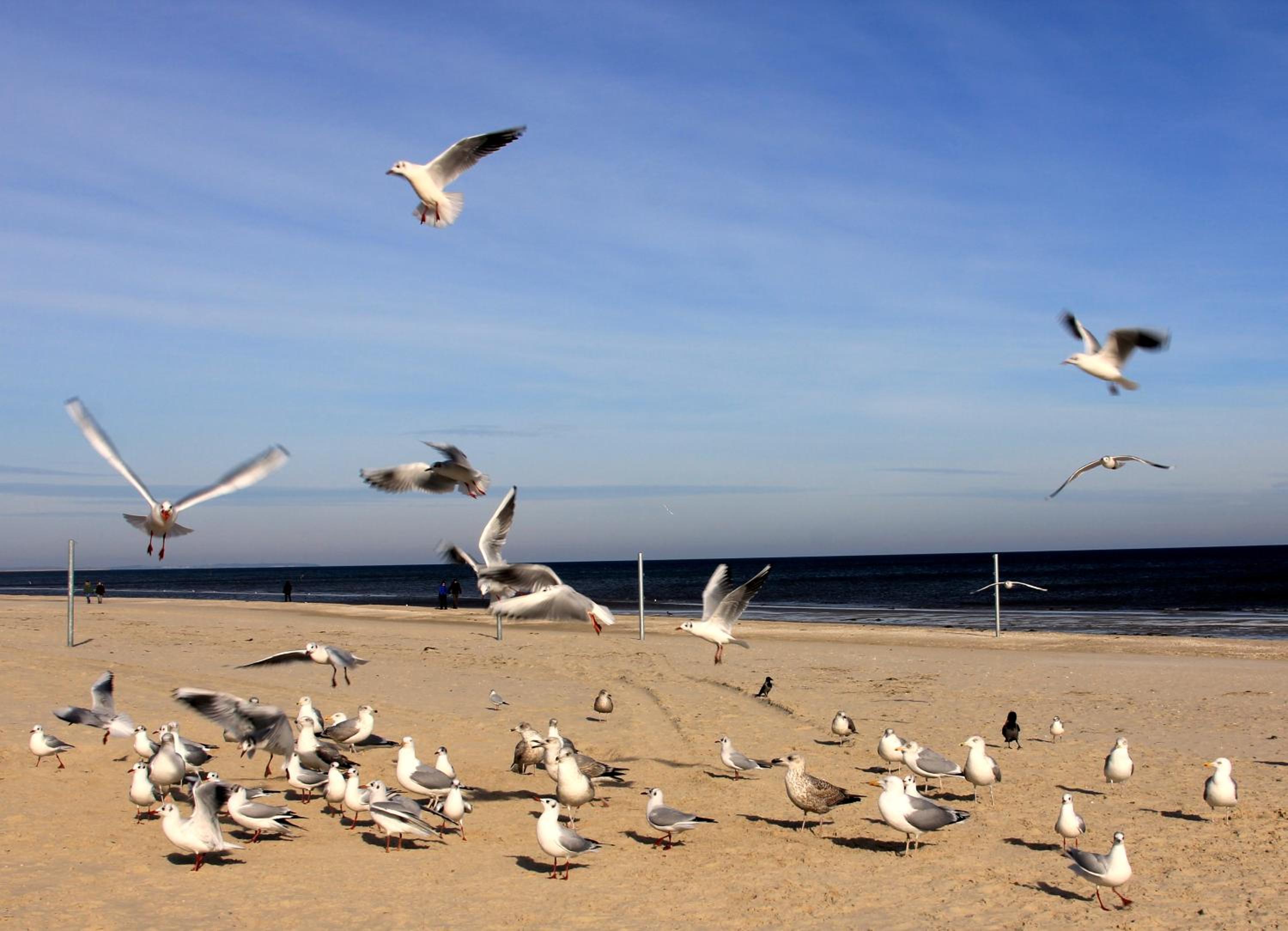 Strandnest