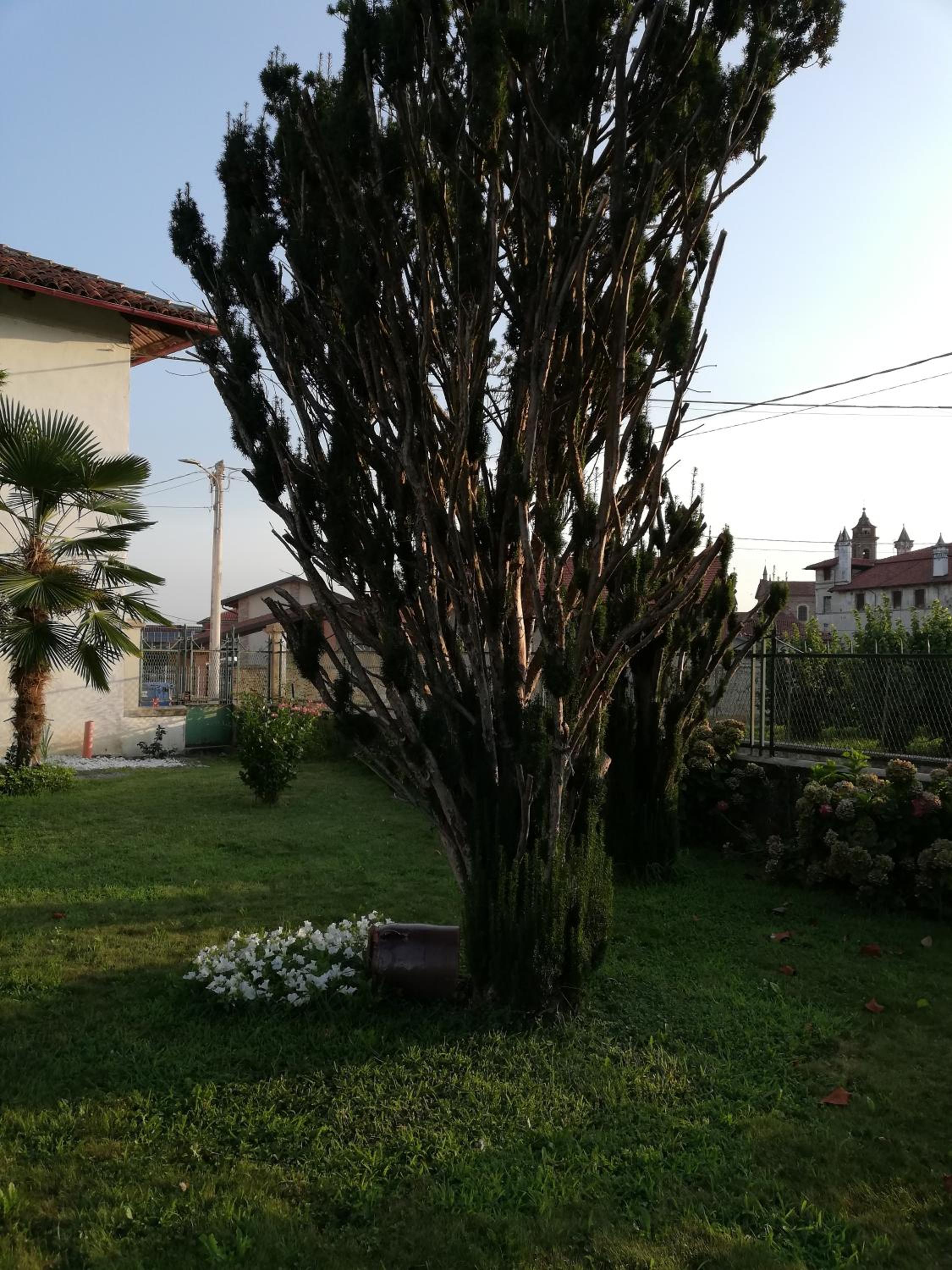 Villa Ceirano