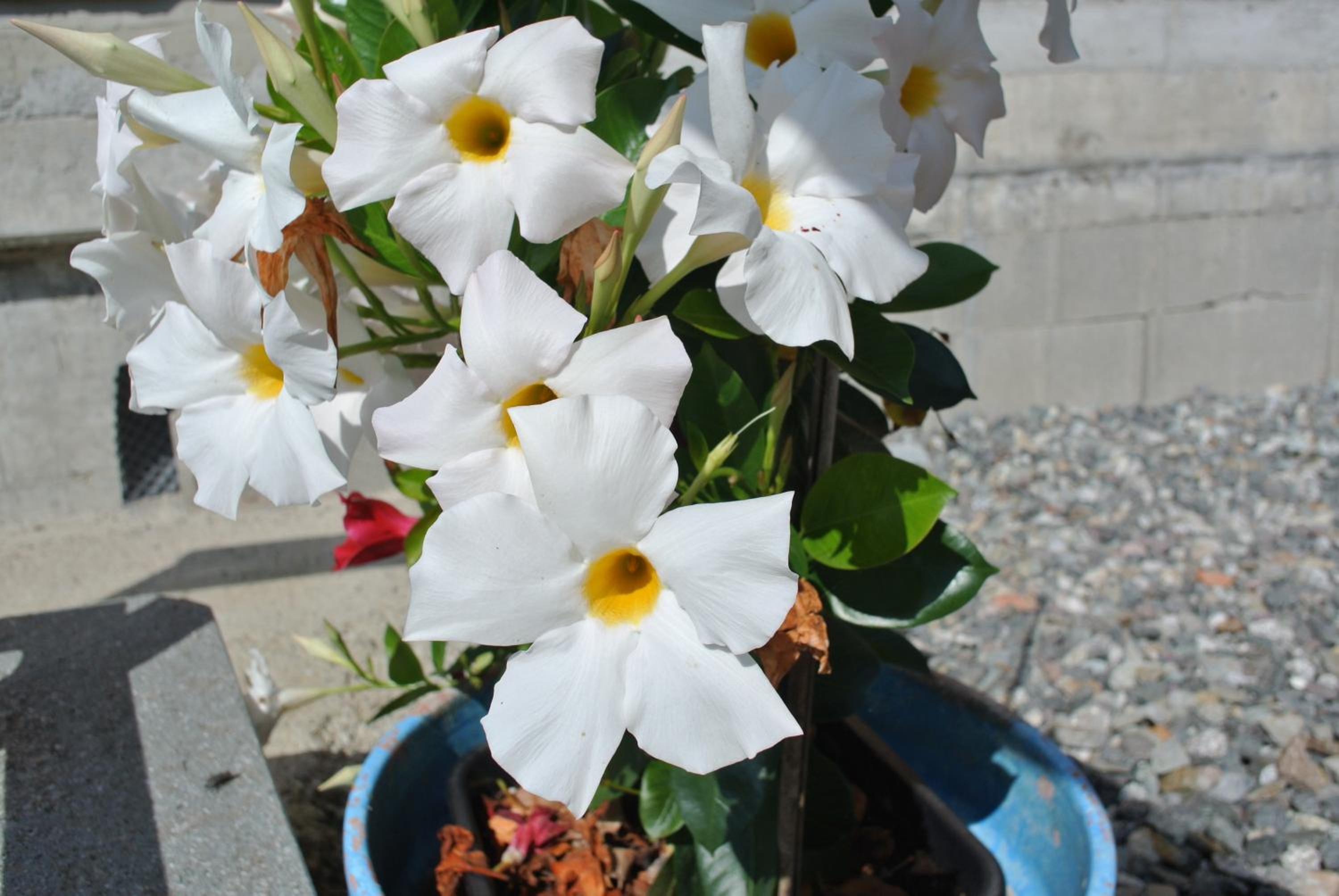 Photo 42
