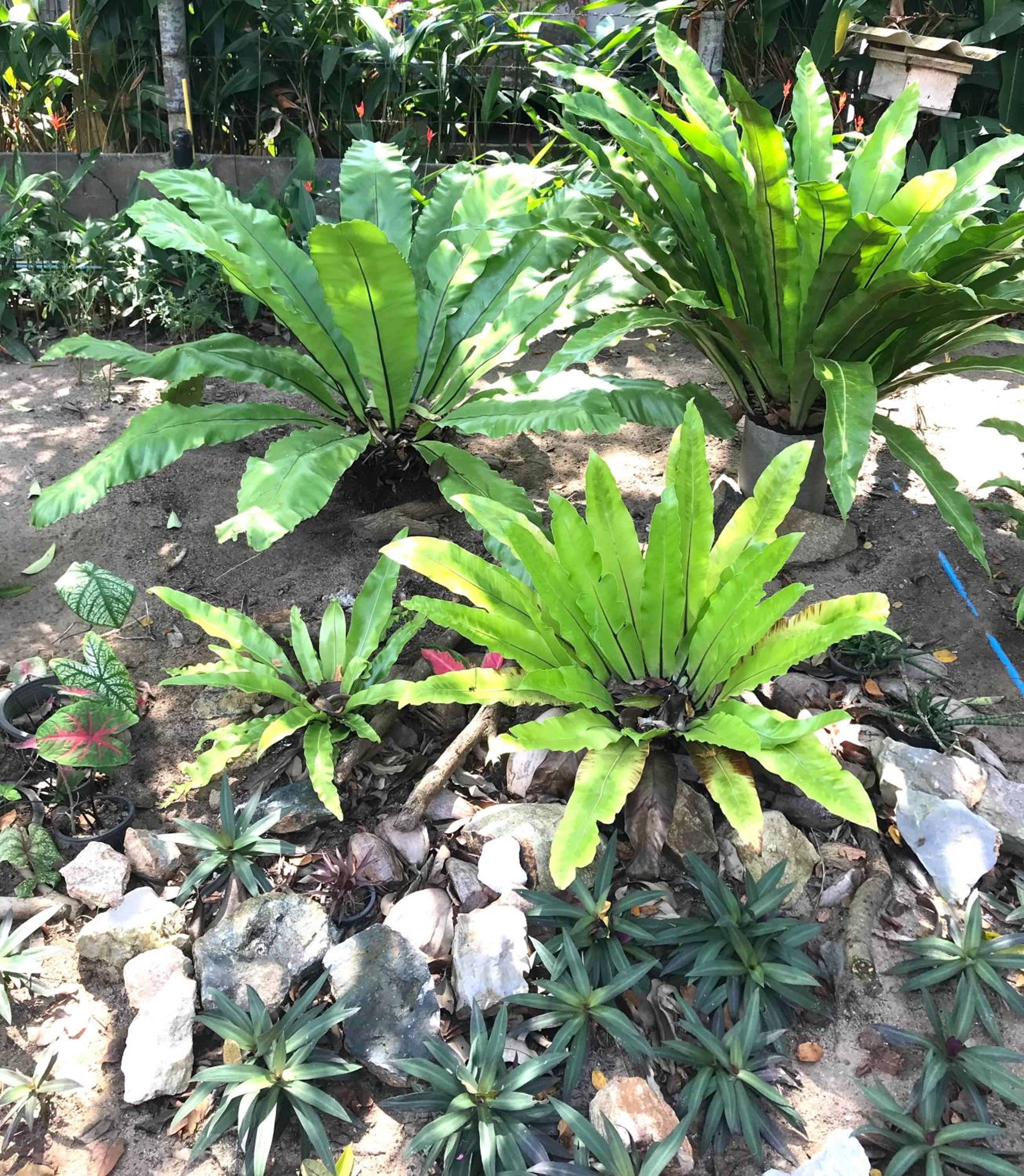 Photo 18