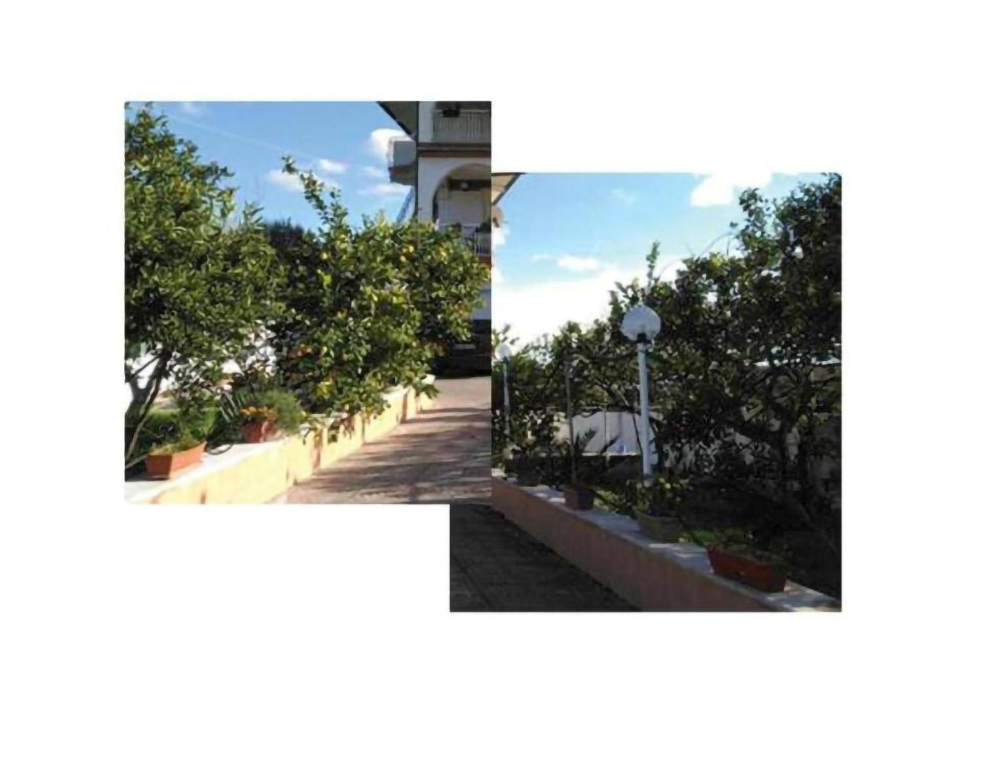 Nido Verde