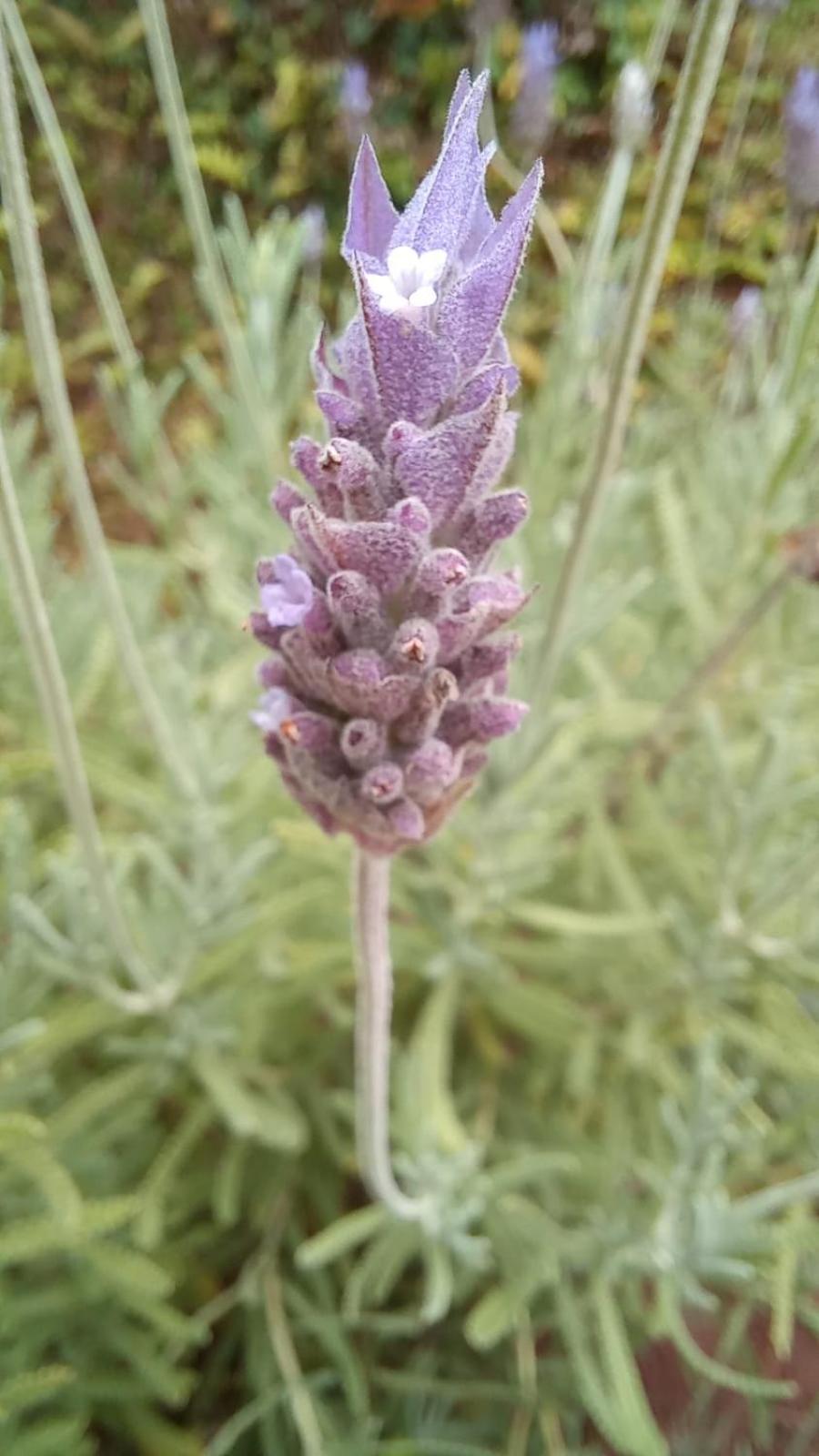 Pitaya Suítes