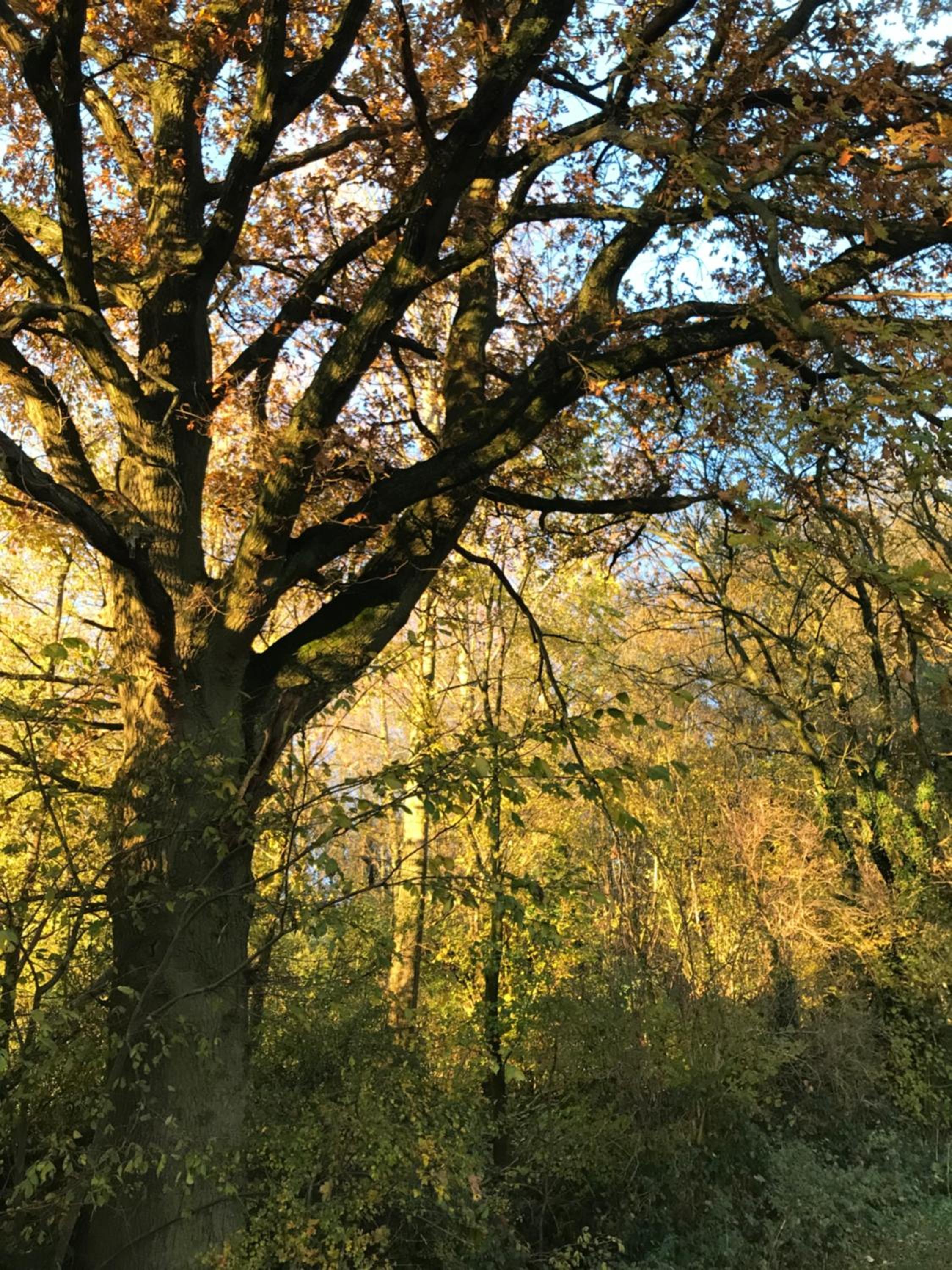 La Suite Cosy - Votre Pause Arborée