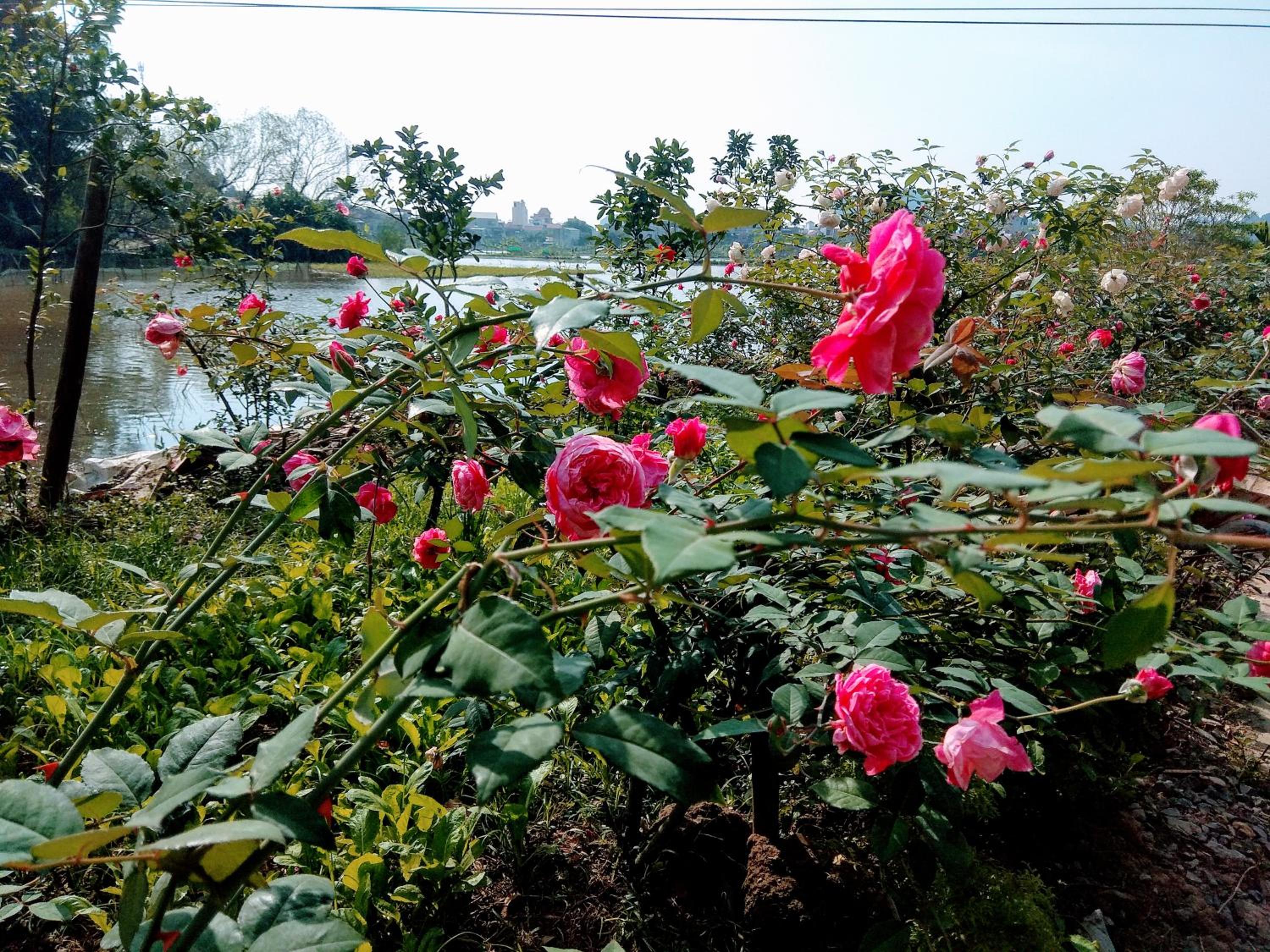Tam Coc Eco Field Nest By ANMS GROUP