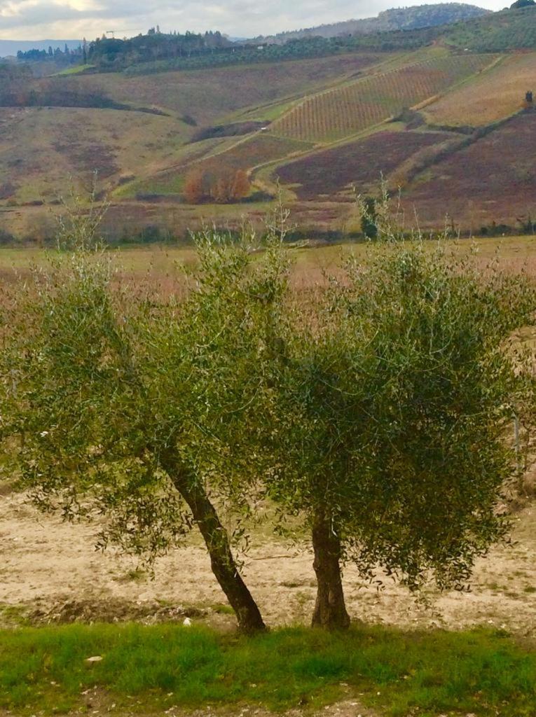Laura Chianti Vacanze