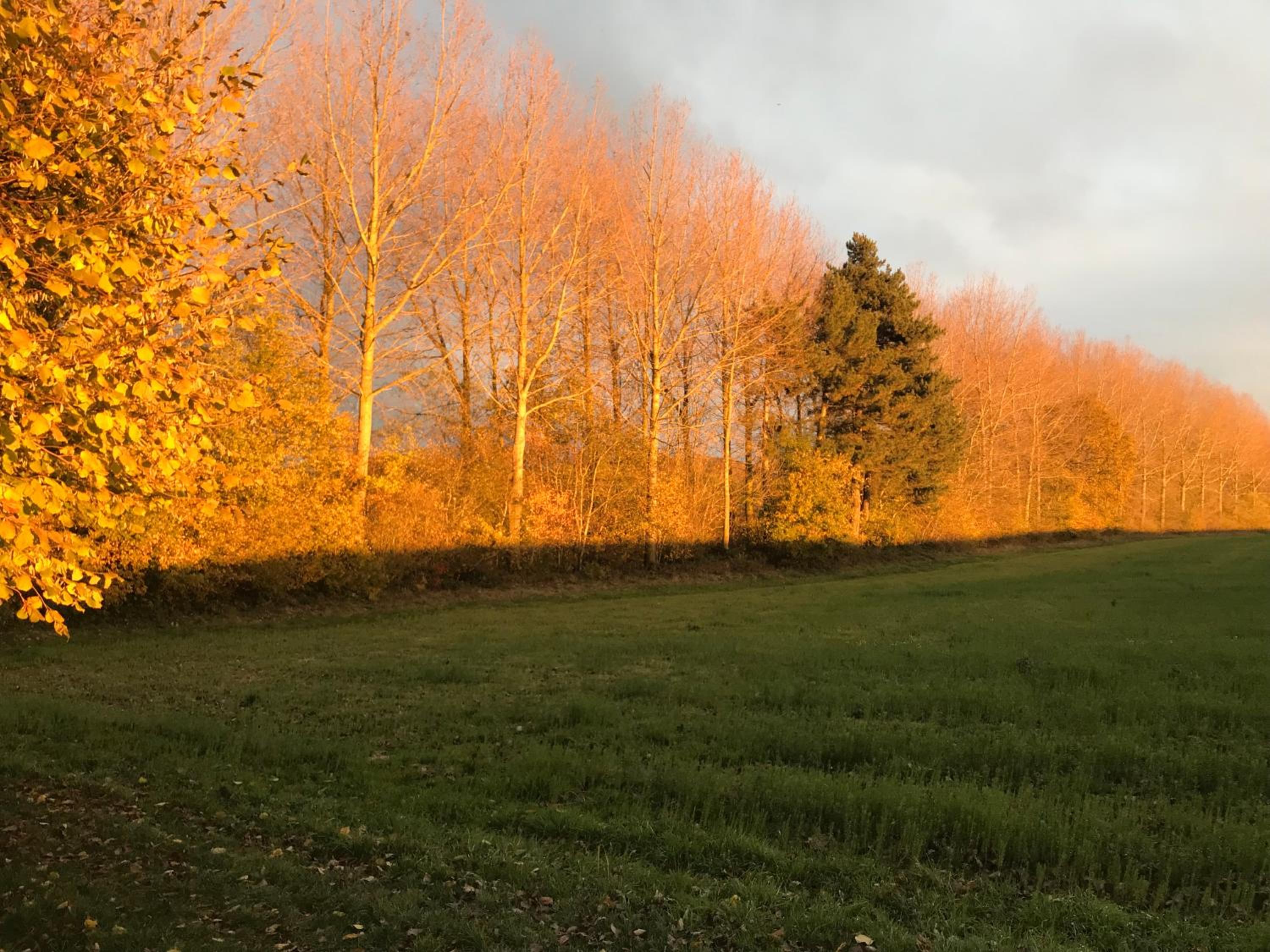 La Suite Cosy - Votre Pause Arborée