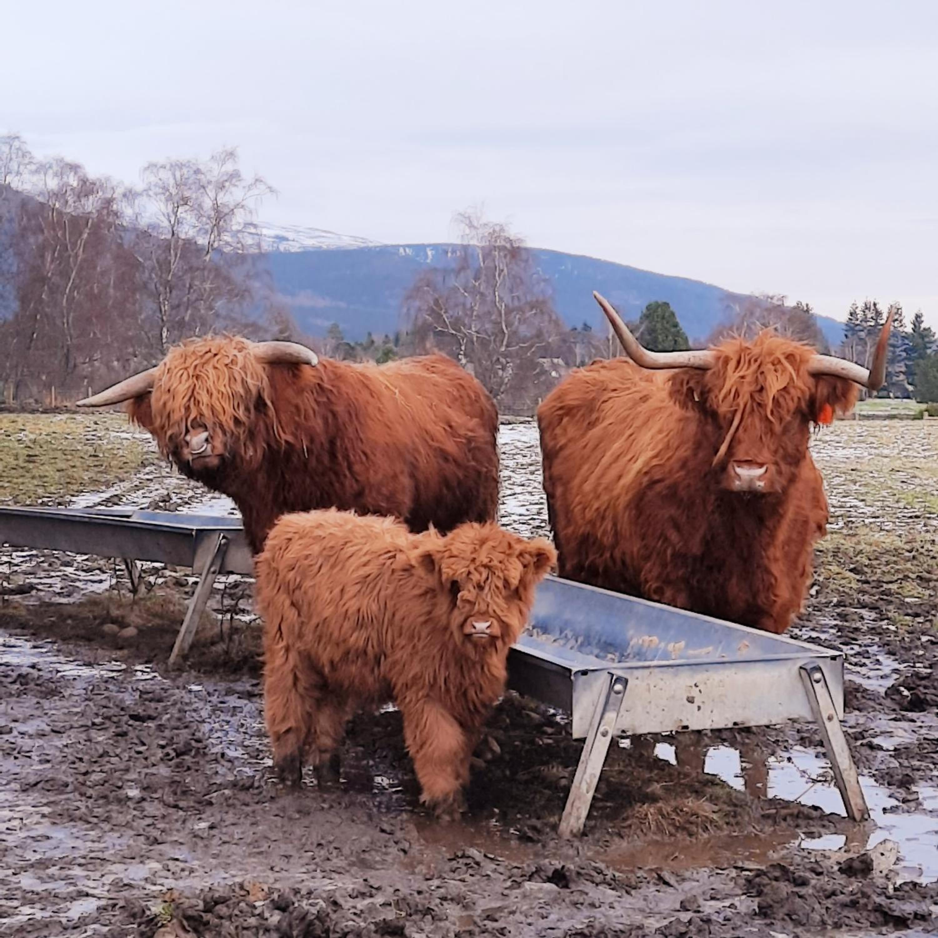 No 45, Ballater