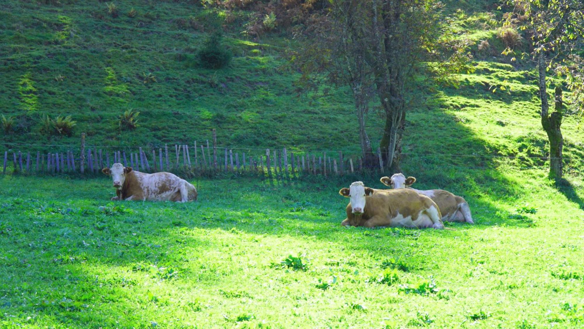 Ferienwohnung Sonnenwald