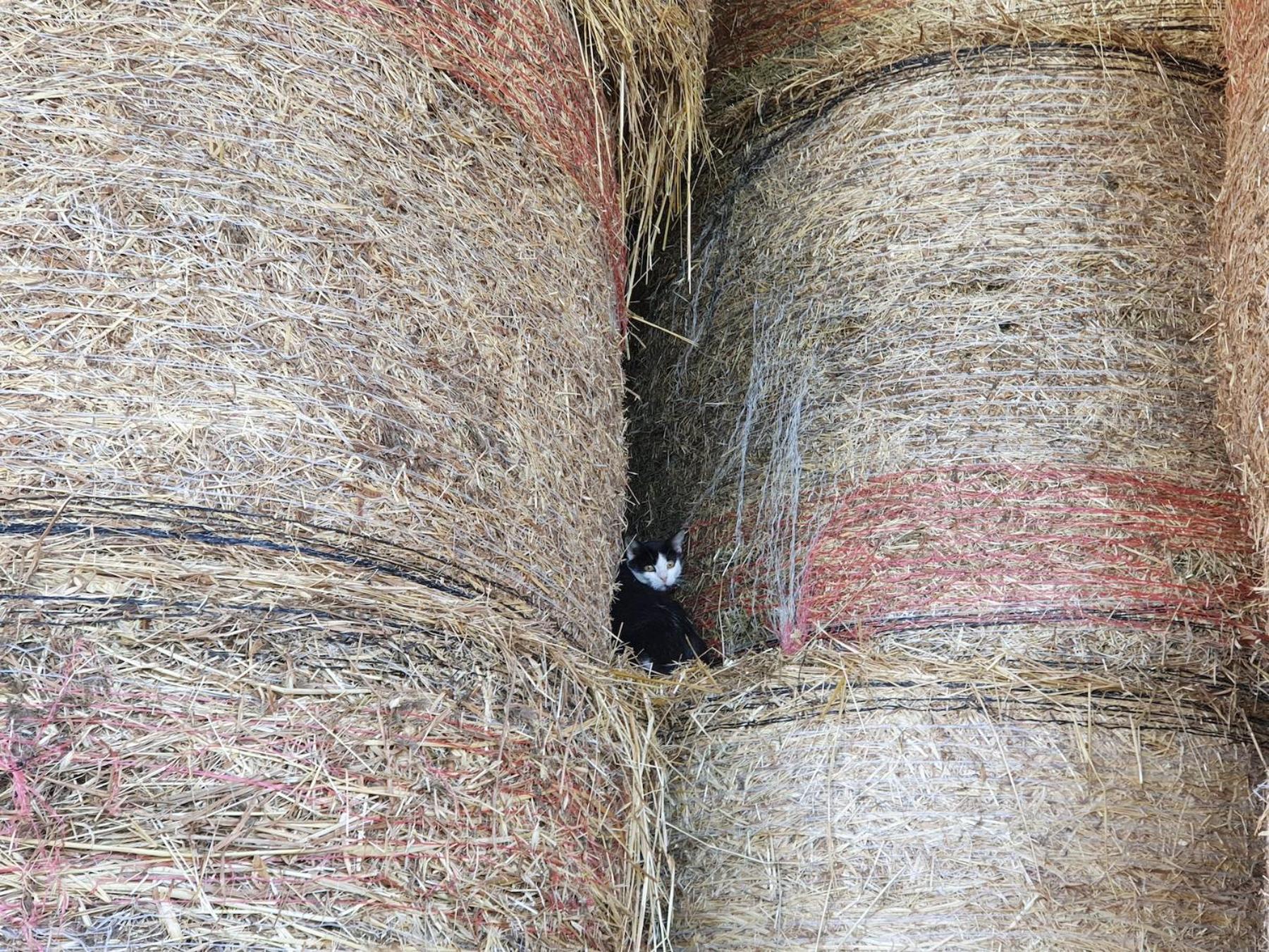 Il Giogo Agriturismo