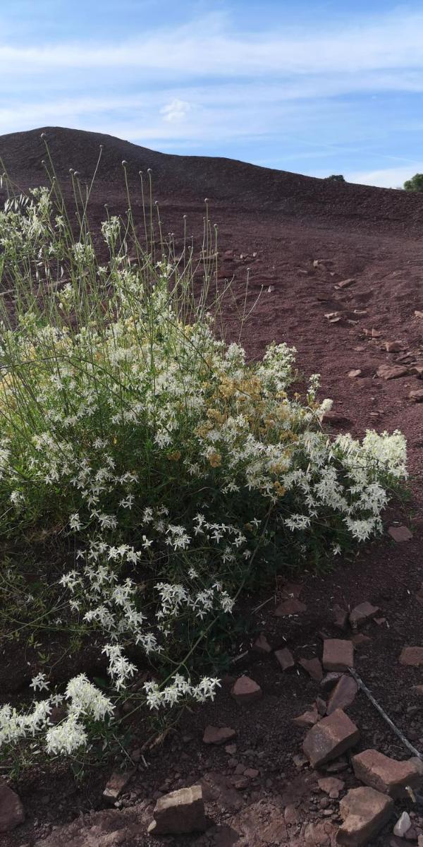 Photo 43