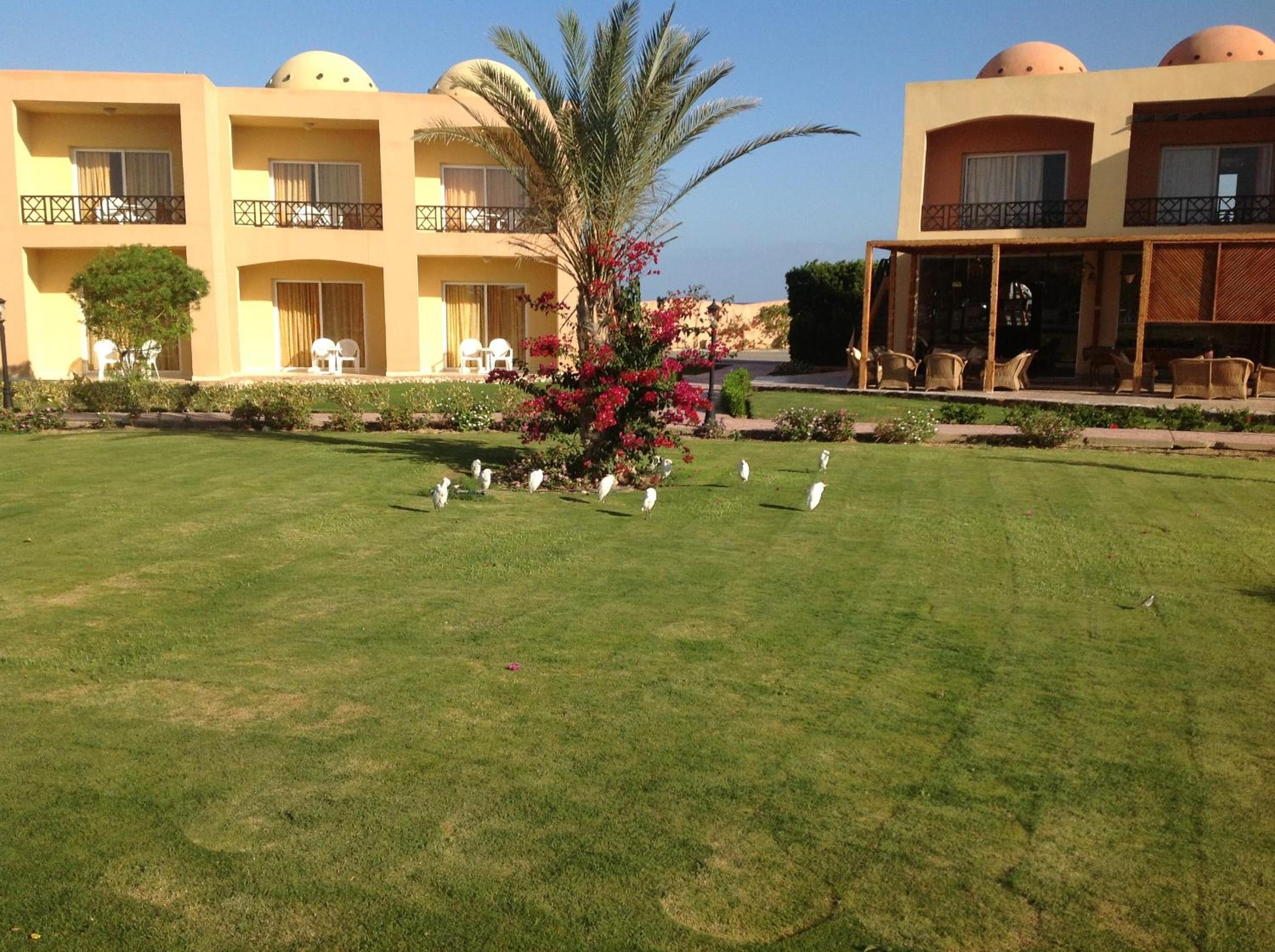 Wadi Lahmy Azur Resort - Soft All-Inclusive — photo 41