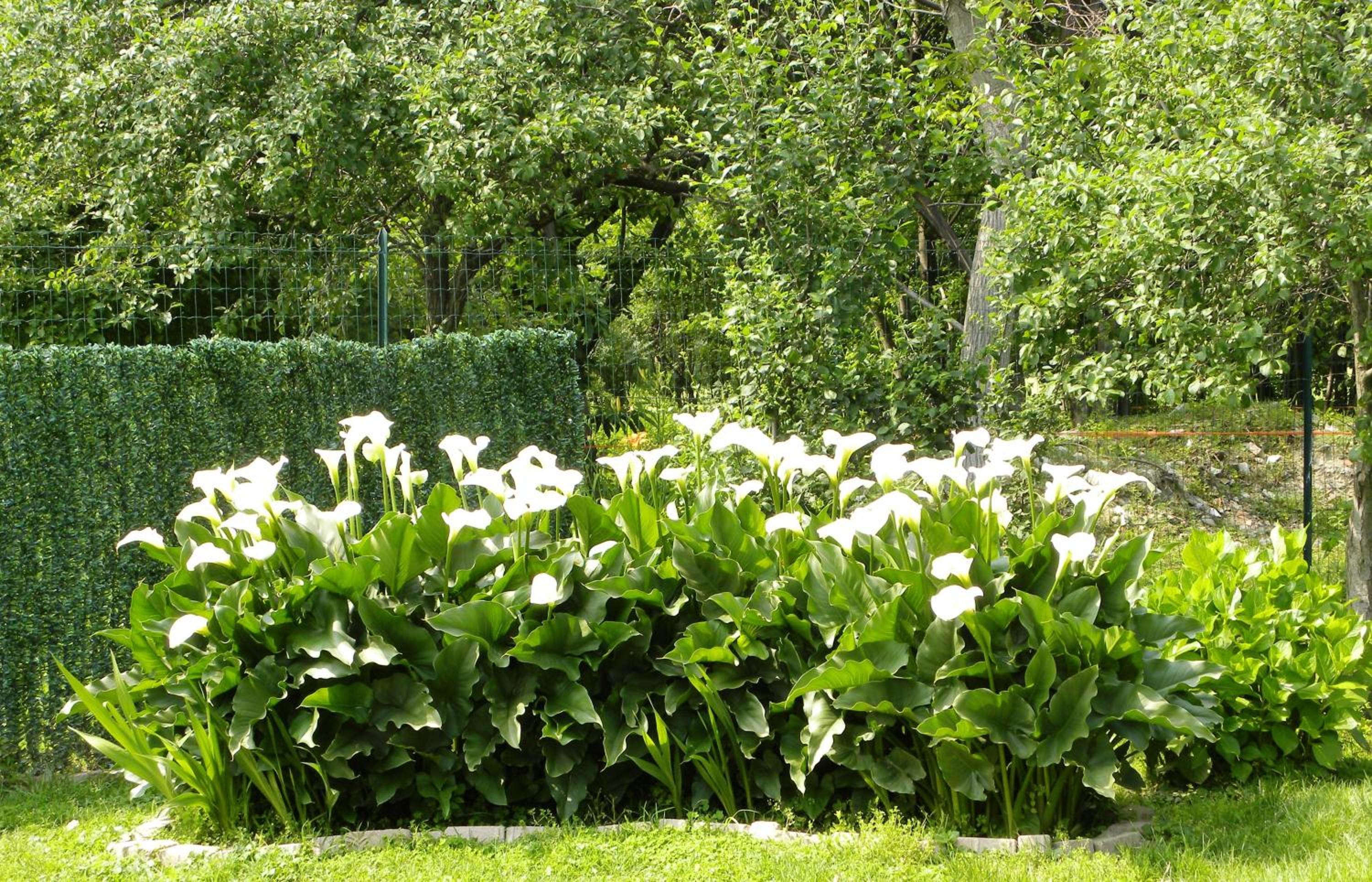 Photo 40