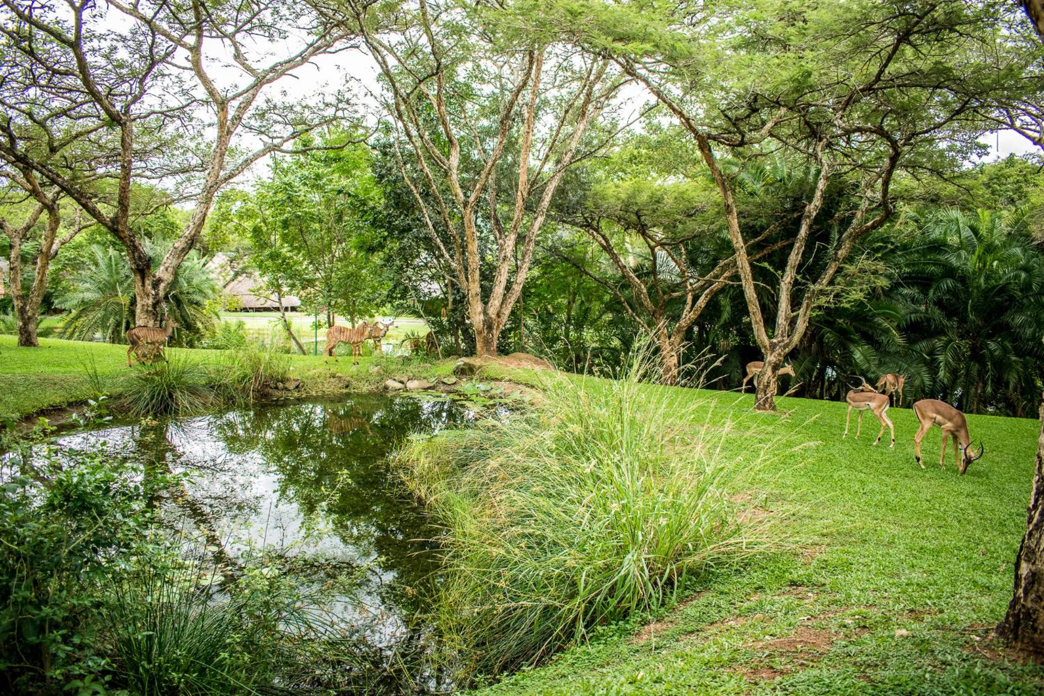 Hazyview Vacations - Kruger Park Lodge - Luxury Inyamatane Chalets - Property Image 27