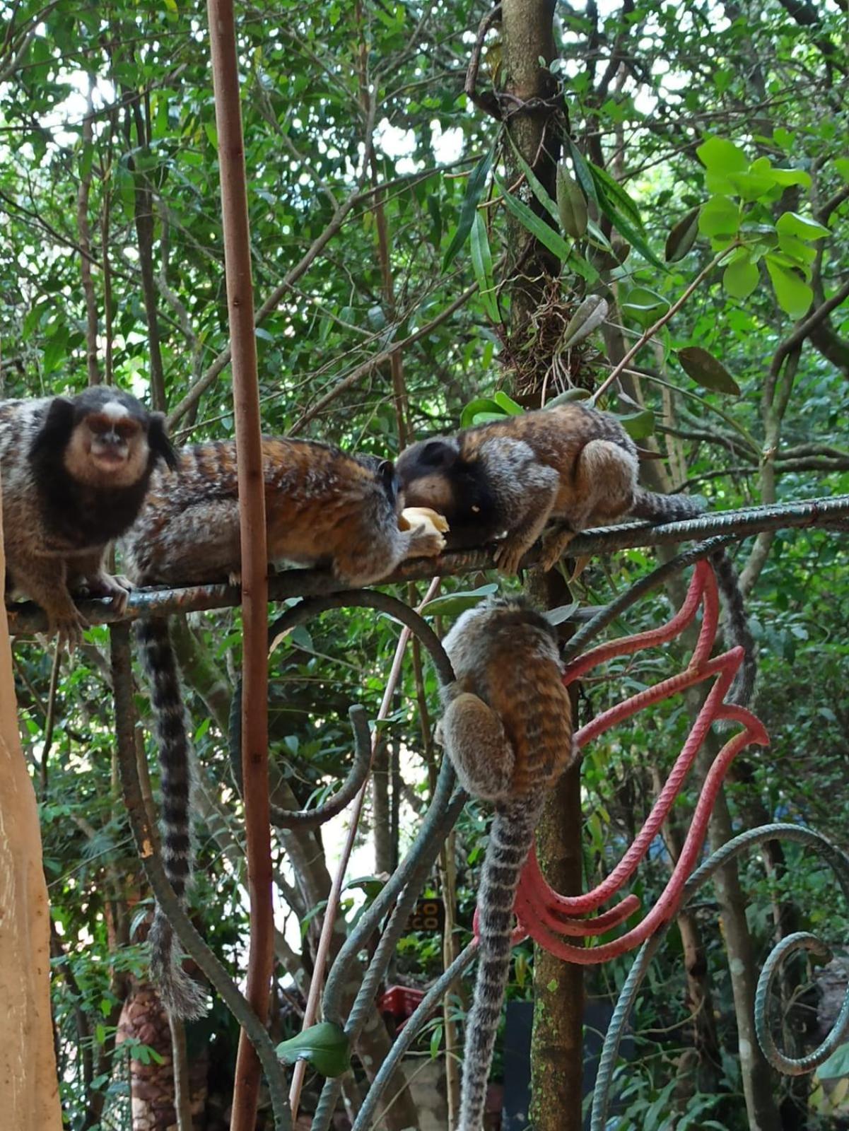 CASA DA MATA descanso e sossego na natureza