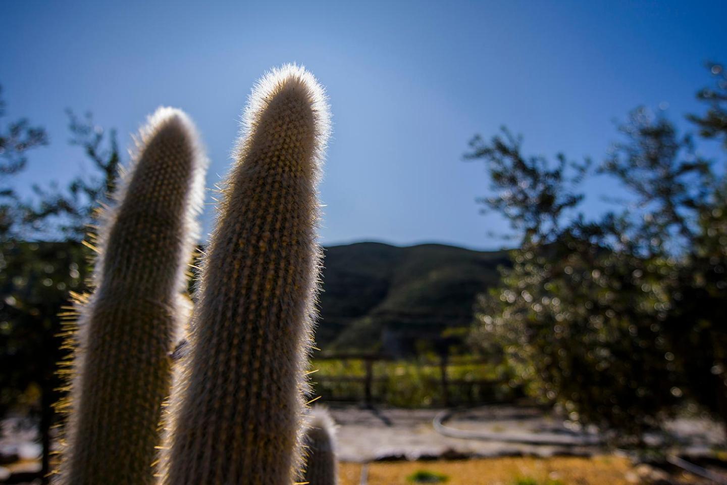 Cortijo 4 Elementos
