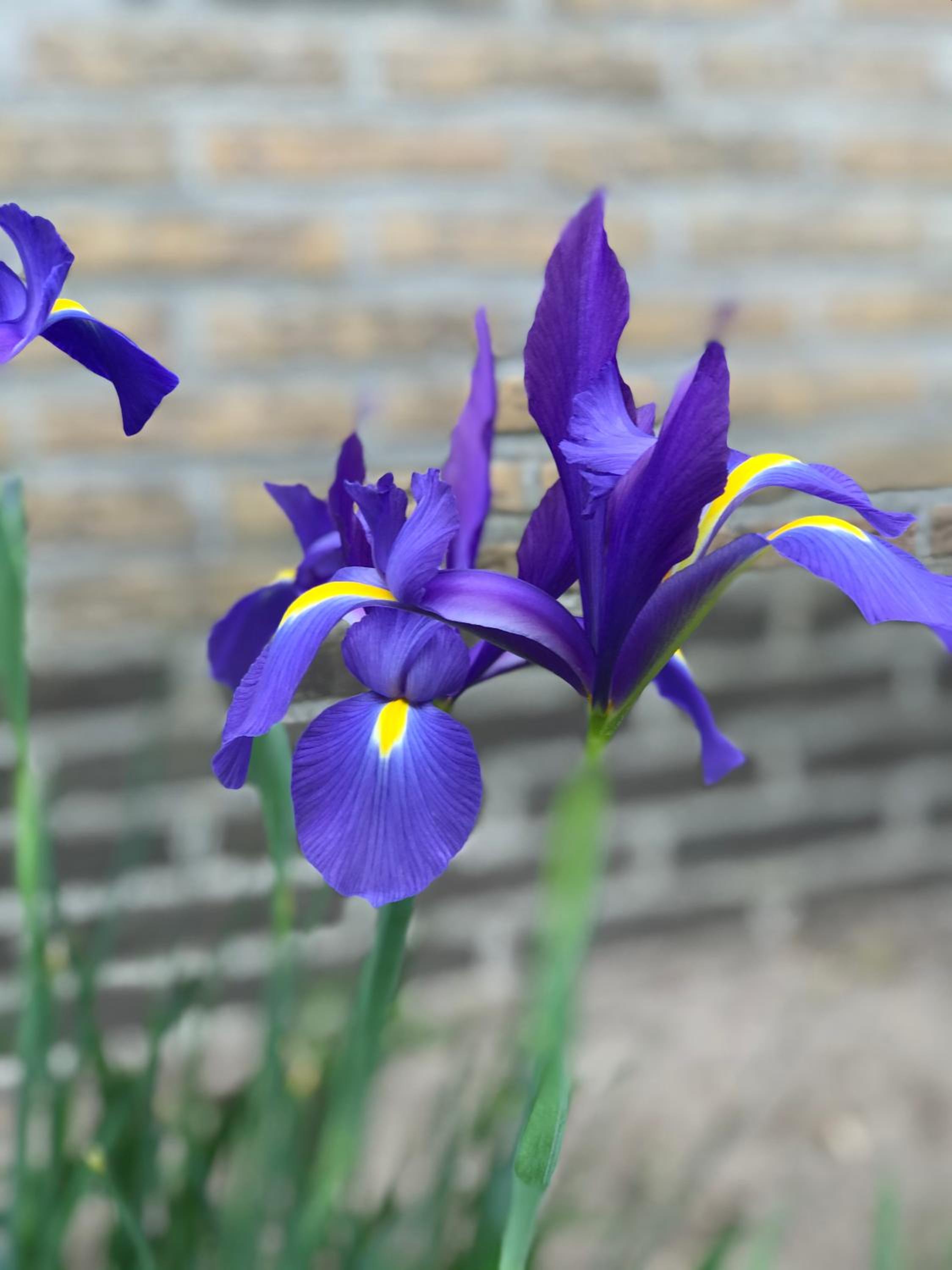 LinZn vakantiehuis