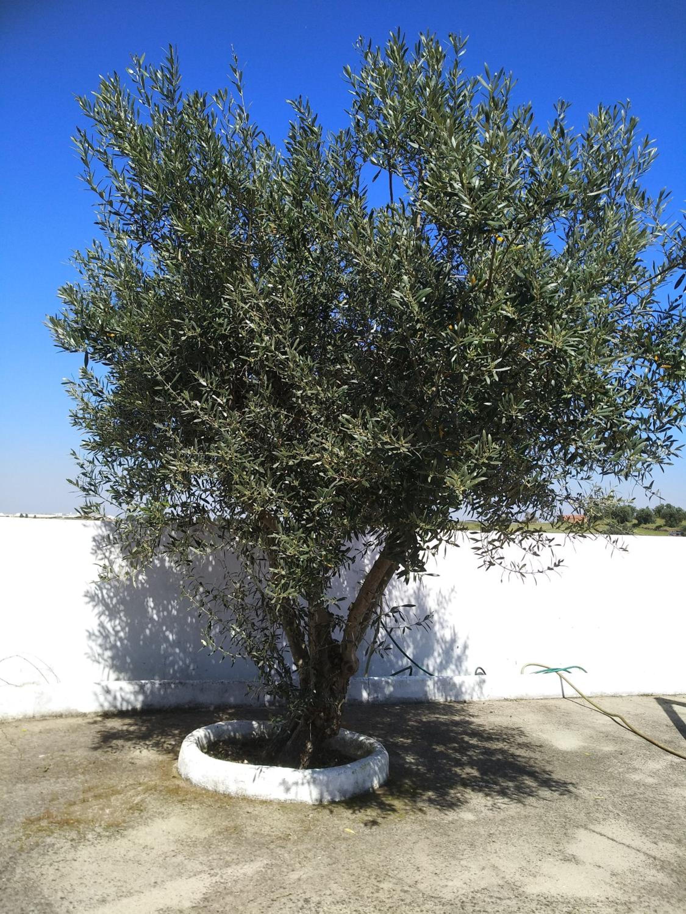 Casa da Oliveira