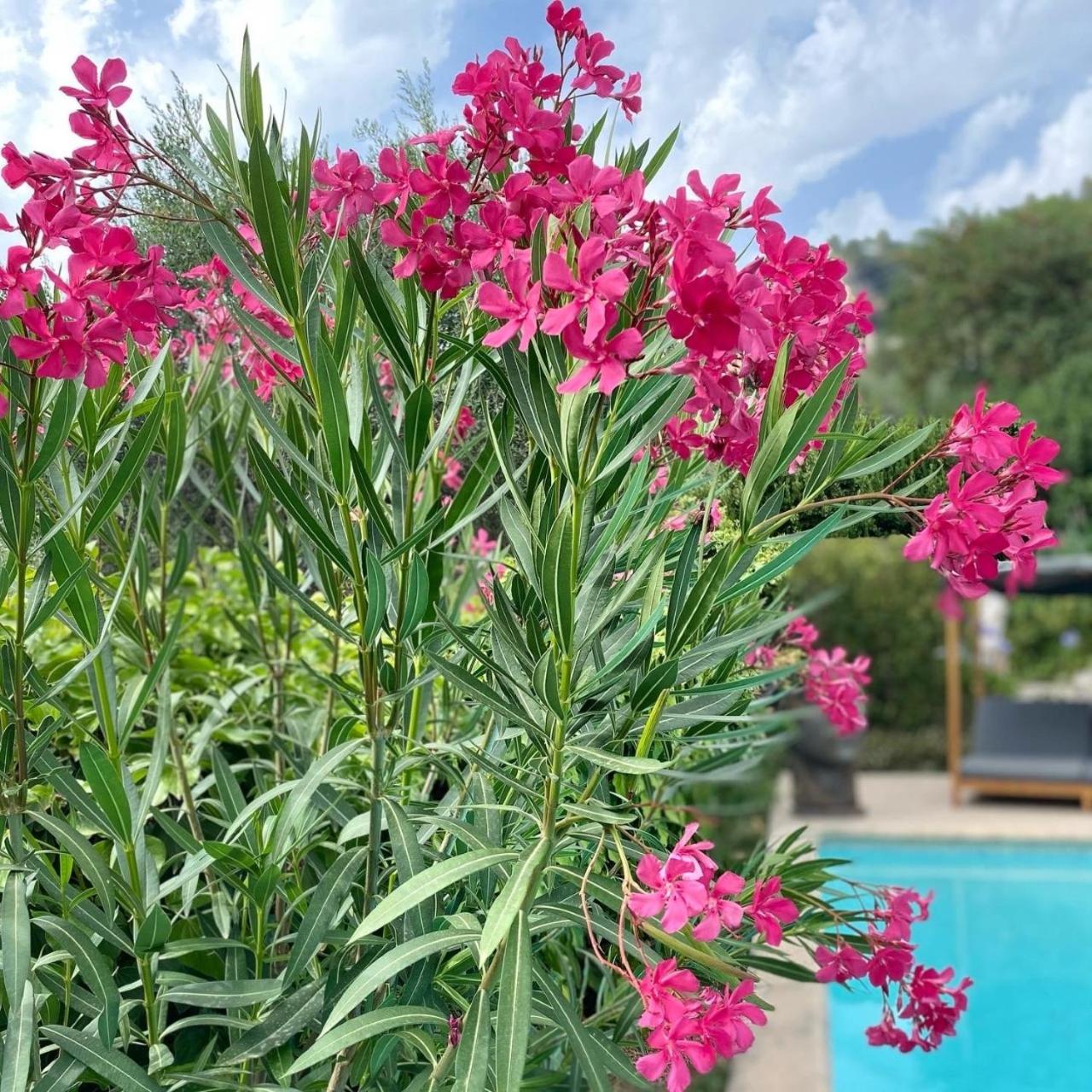 Bastide Aïna SPA et piscine, photo 37