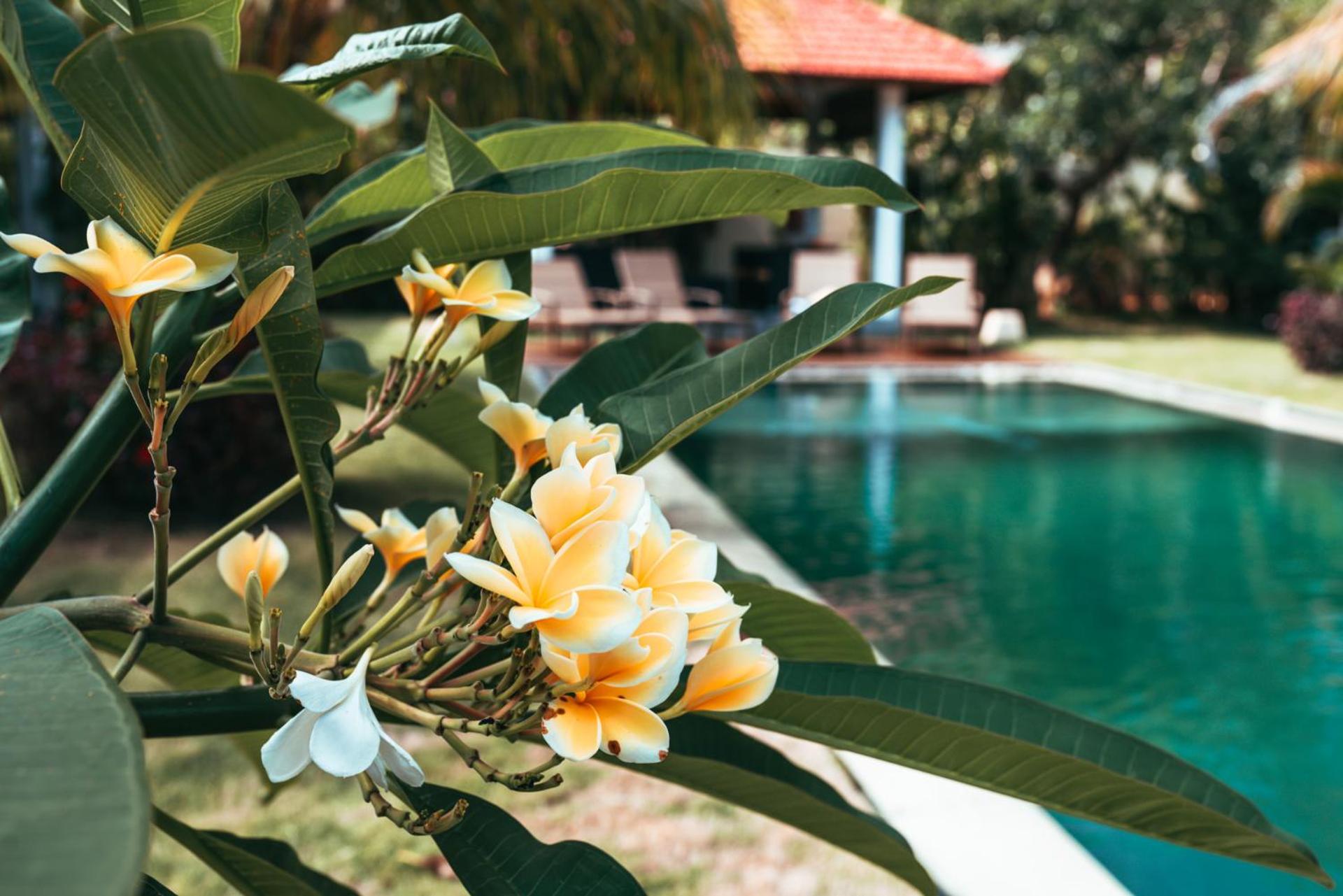 Bali Mynah Villas, Balangan Beach