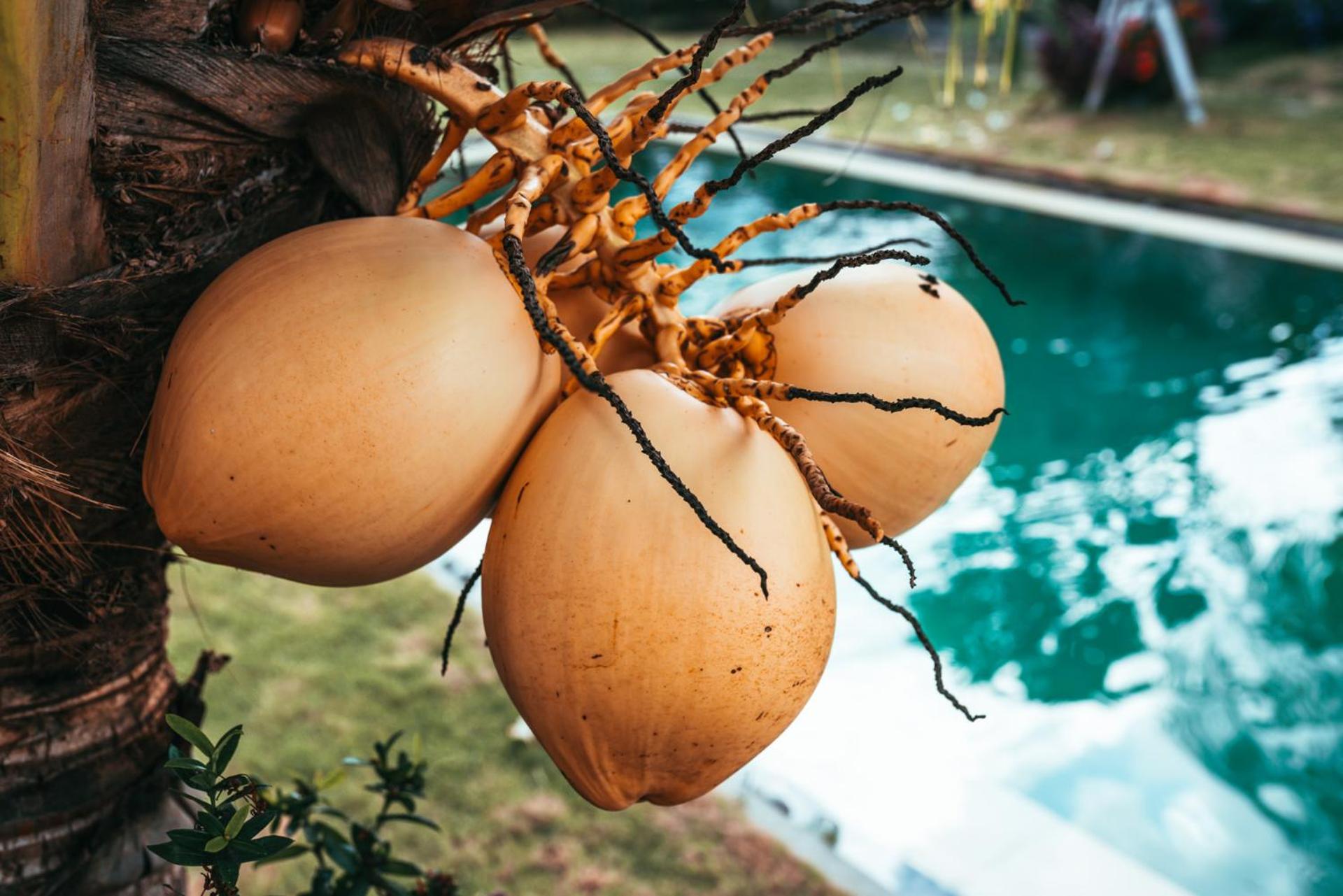 Bali Mynah Villas, Balangan Beach