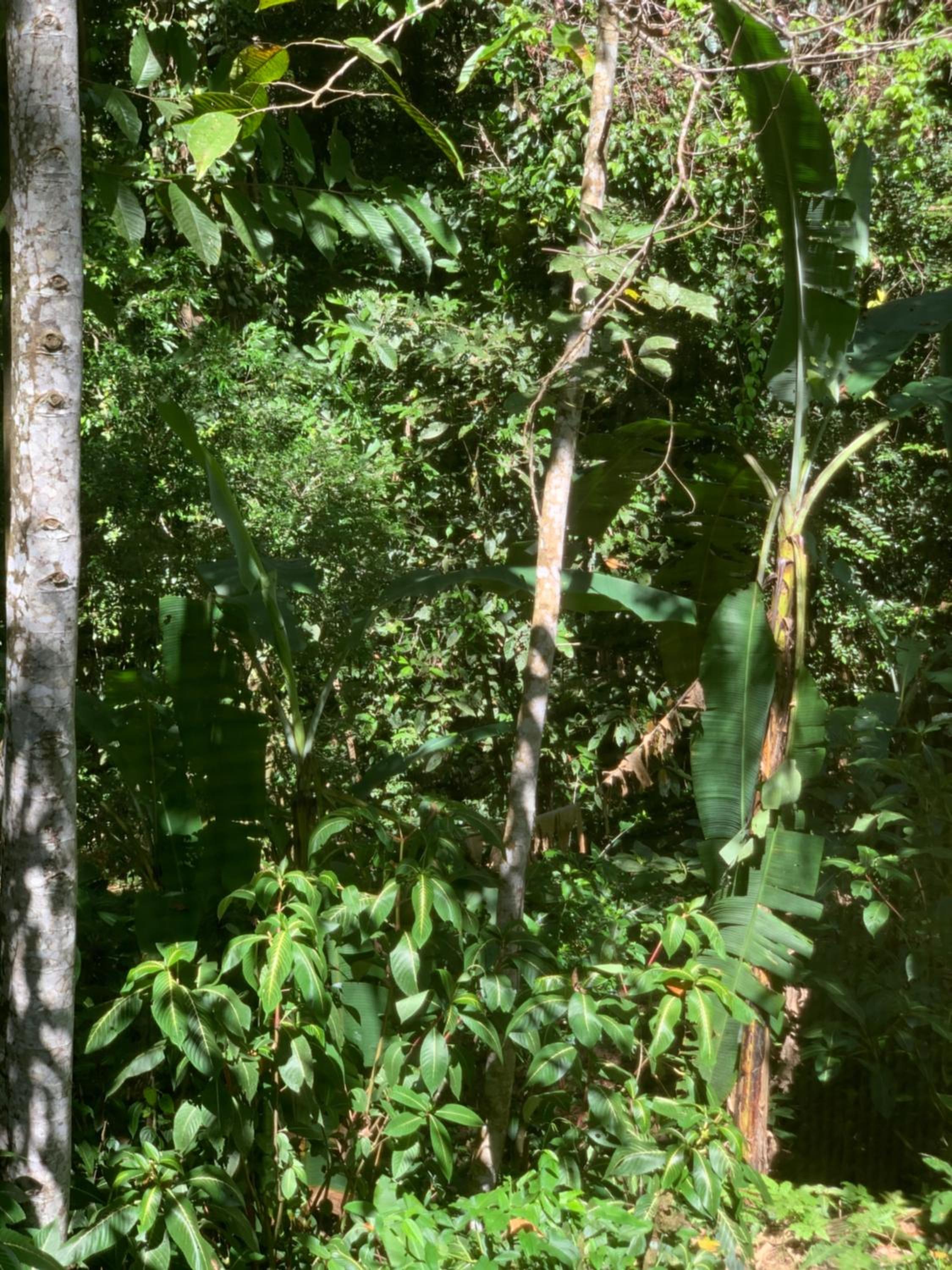 Pequeño Paraiso 2