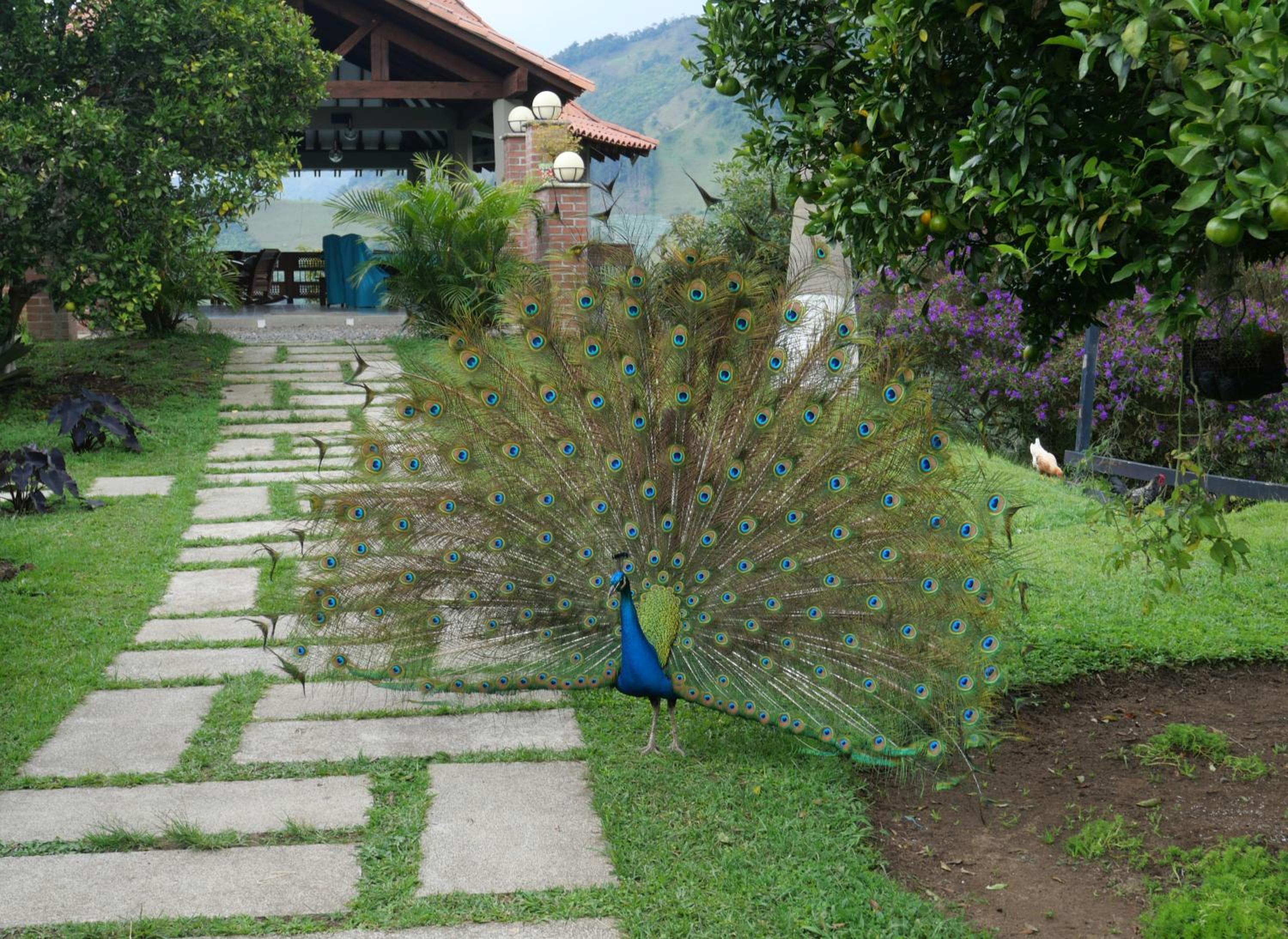 Patio Bonito