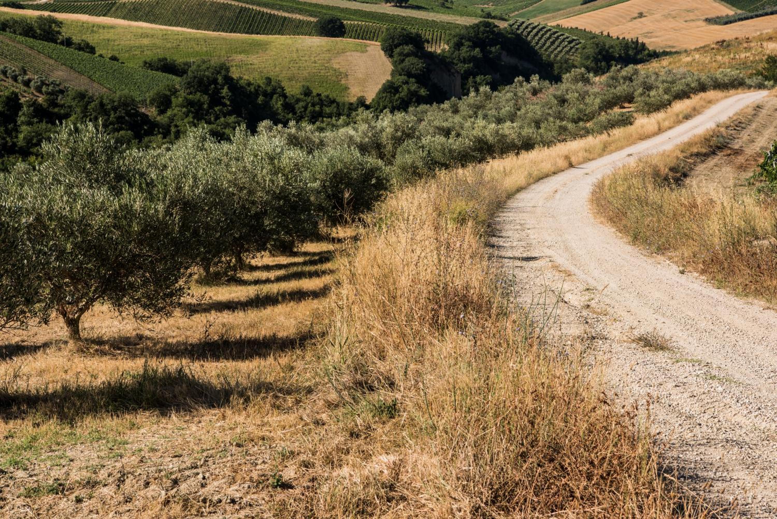 Relais Cocci Grifoni - Panoramic Wine Resort