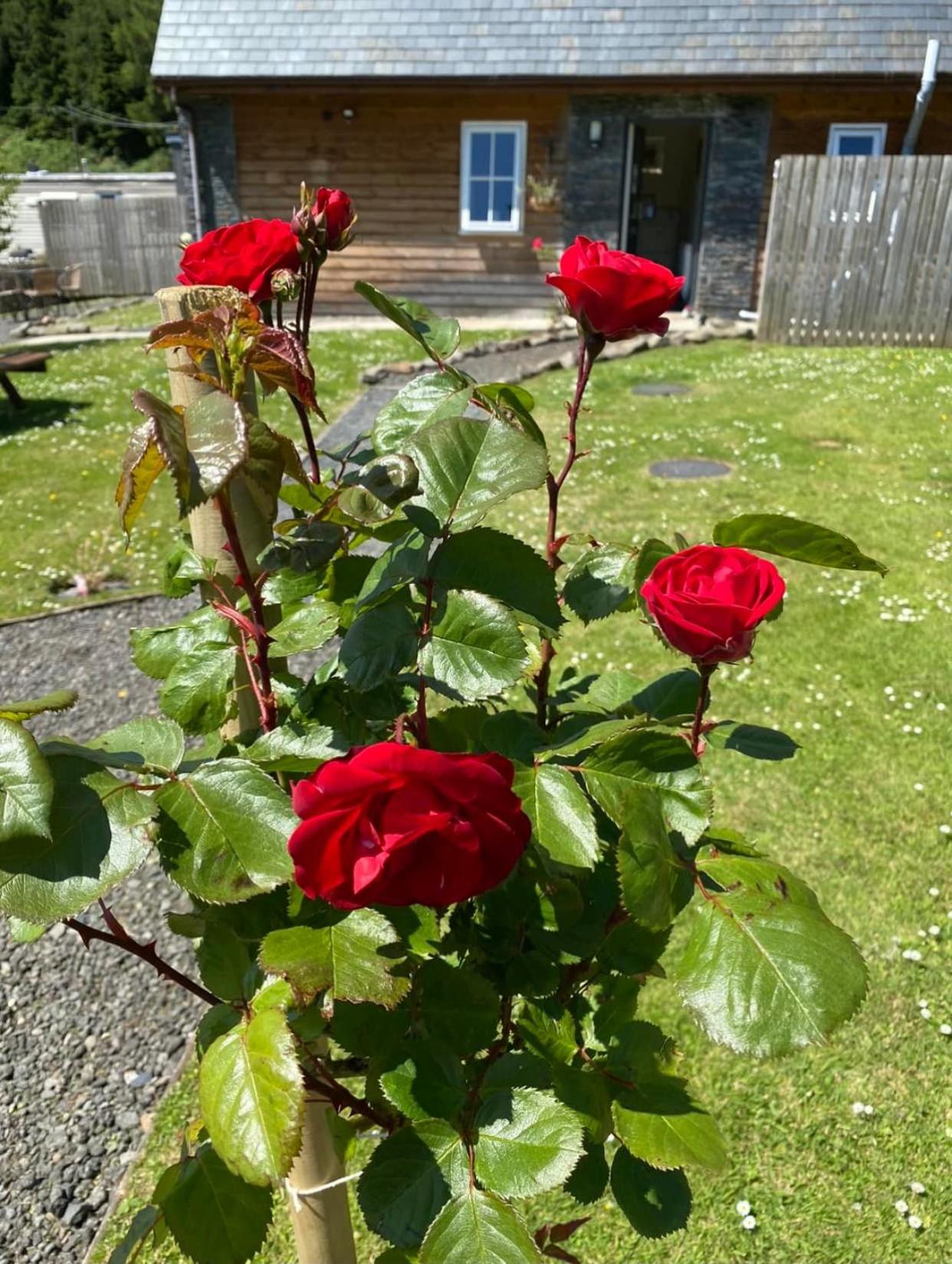 Balmaha Lodges and Apartments