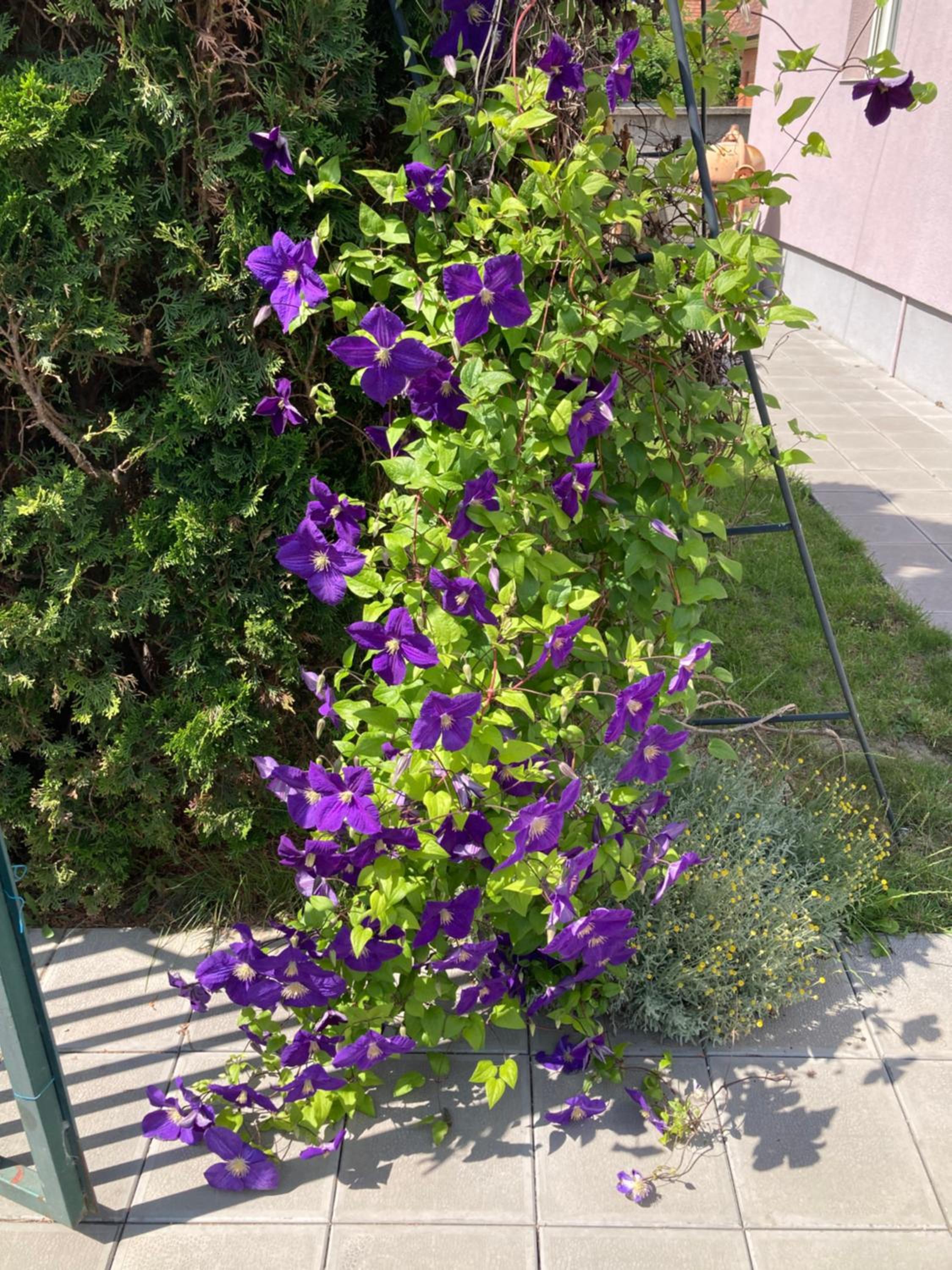 Photo 37