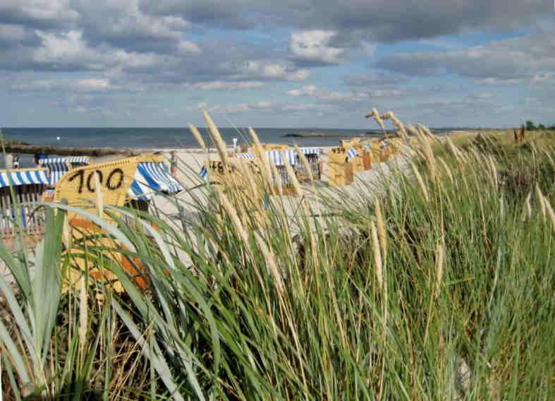 Ostsee Robbe