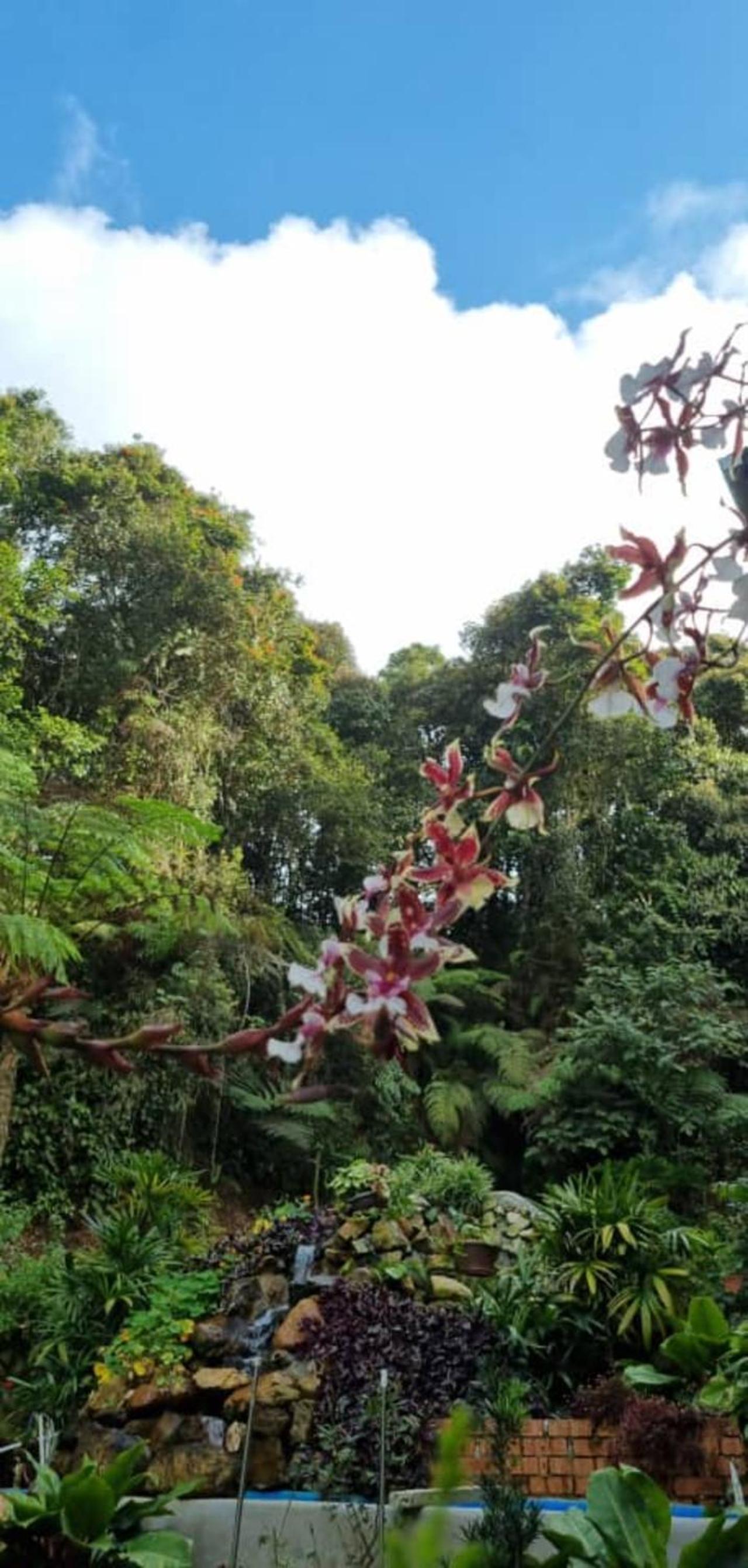 Highlanders Garden Guesthouse at Arundina Cameron Highlands