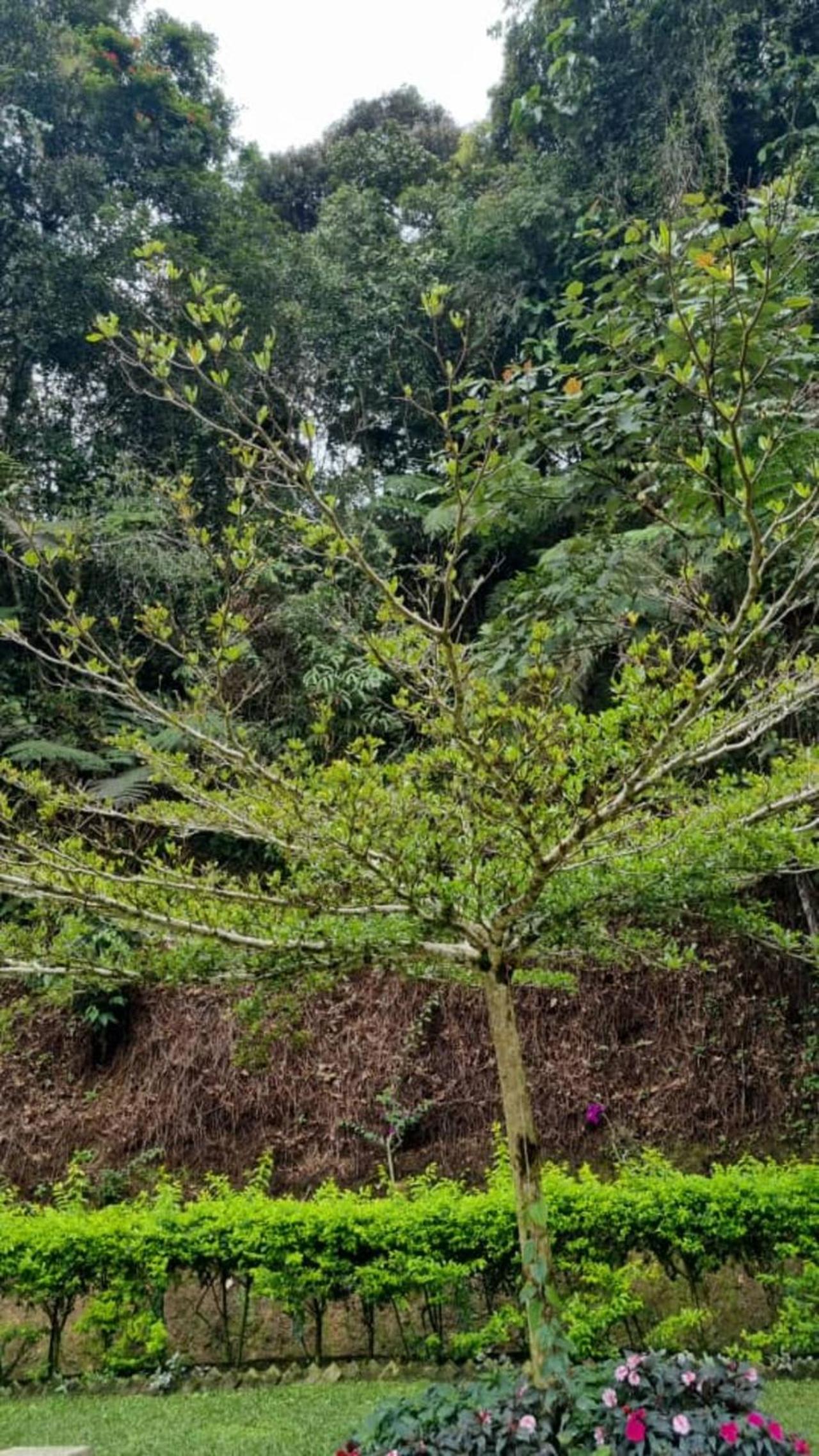 Highlanders Garden Guesthouse at Arundina Cameron Highlands