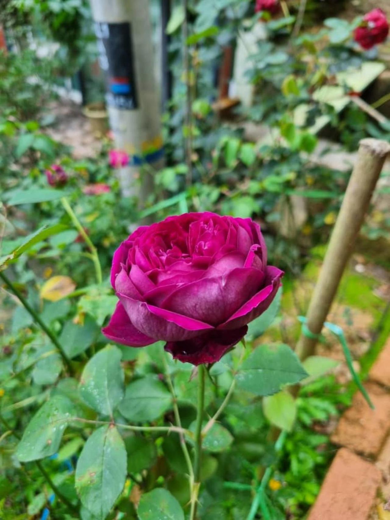 Highlanders Garden Guesthouse at Arundina Cameron Highlands