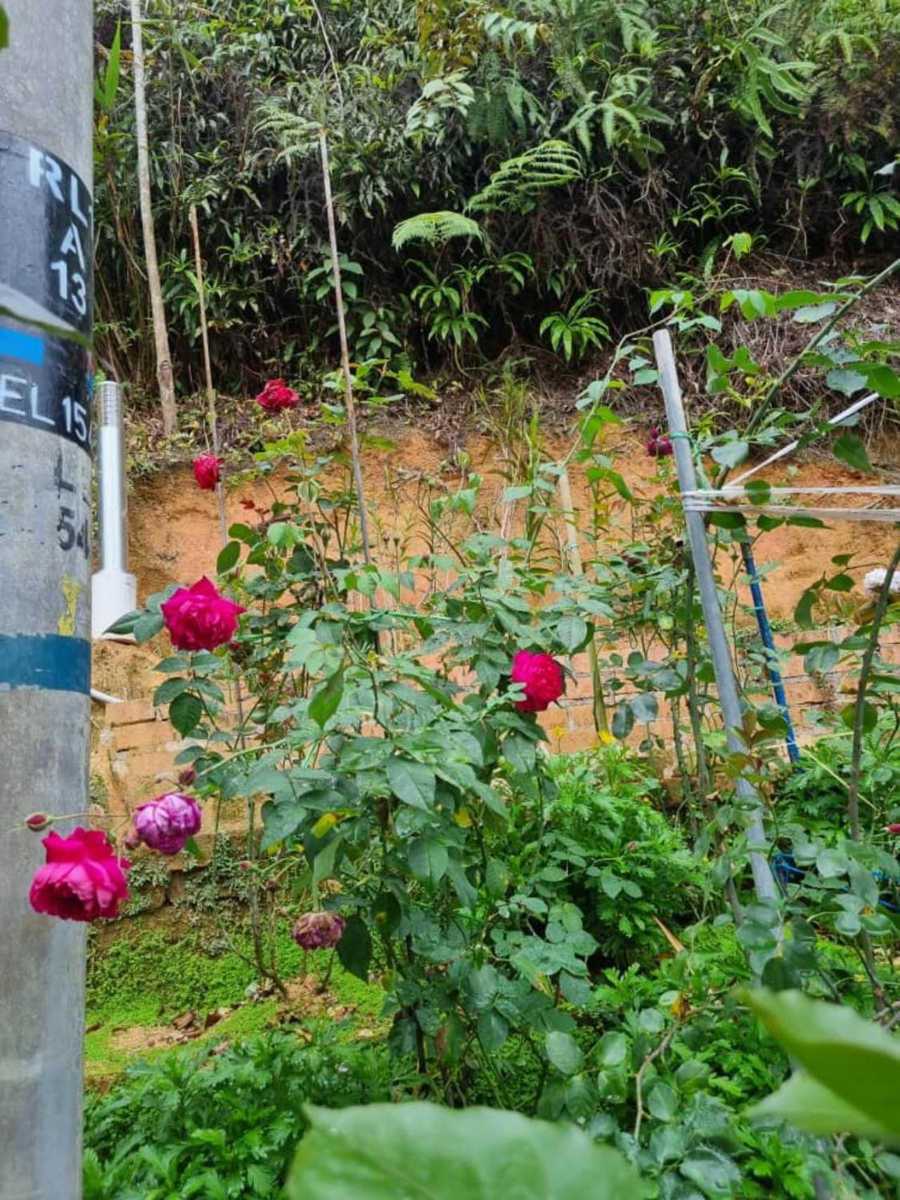 Highlanders Garden Guesthouse at Arundina Cameron Highlands