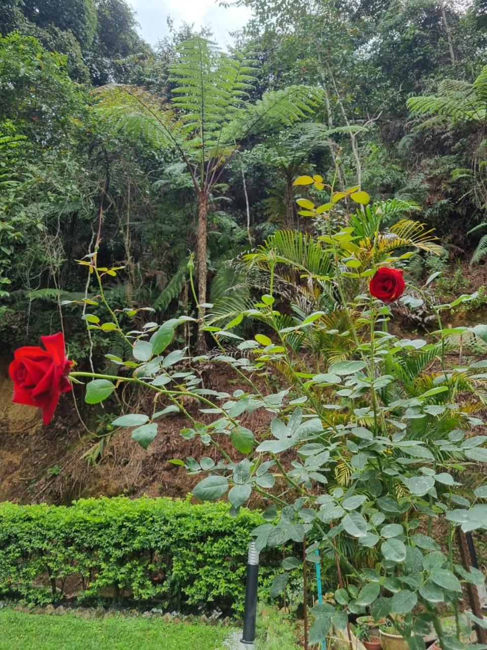 Highlanders Garden Guesthouse at Arundina Cameron Highlands