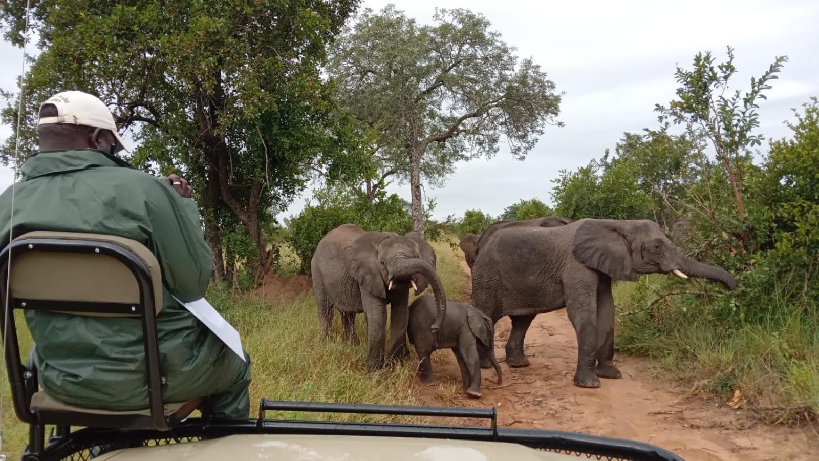 Elephant Plains Game Lodge