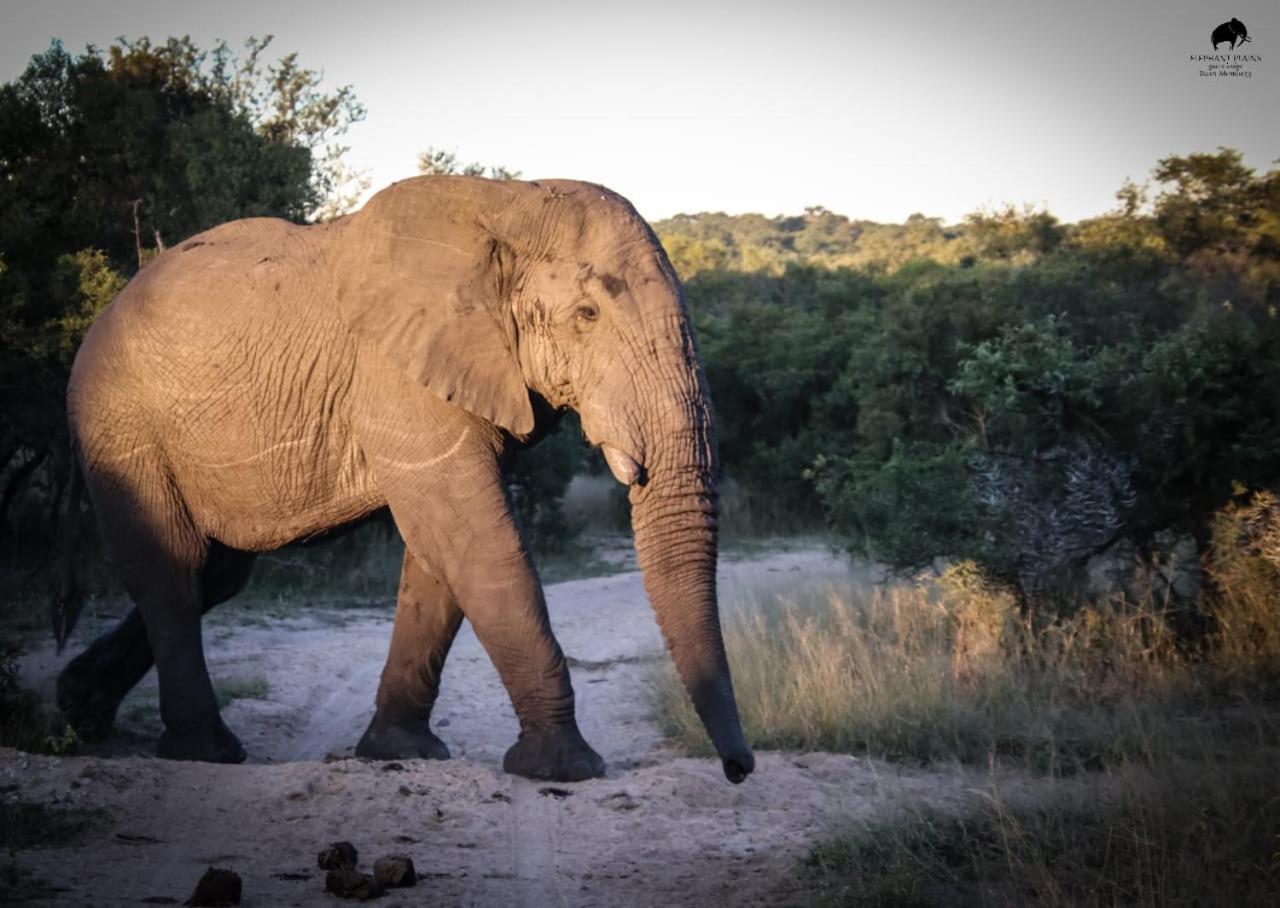 Elephant Plains Game Lodge