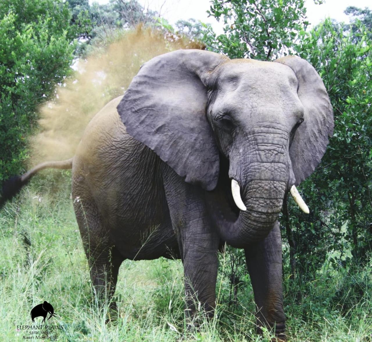 Elephant Plains Game Lodge