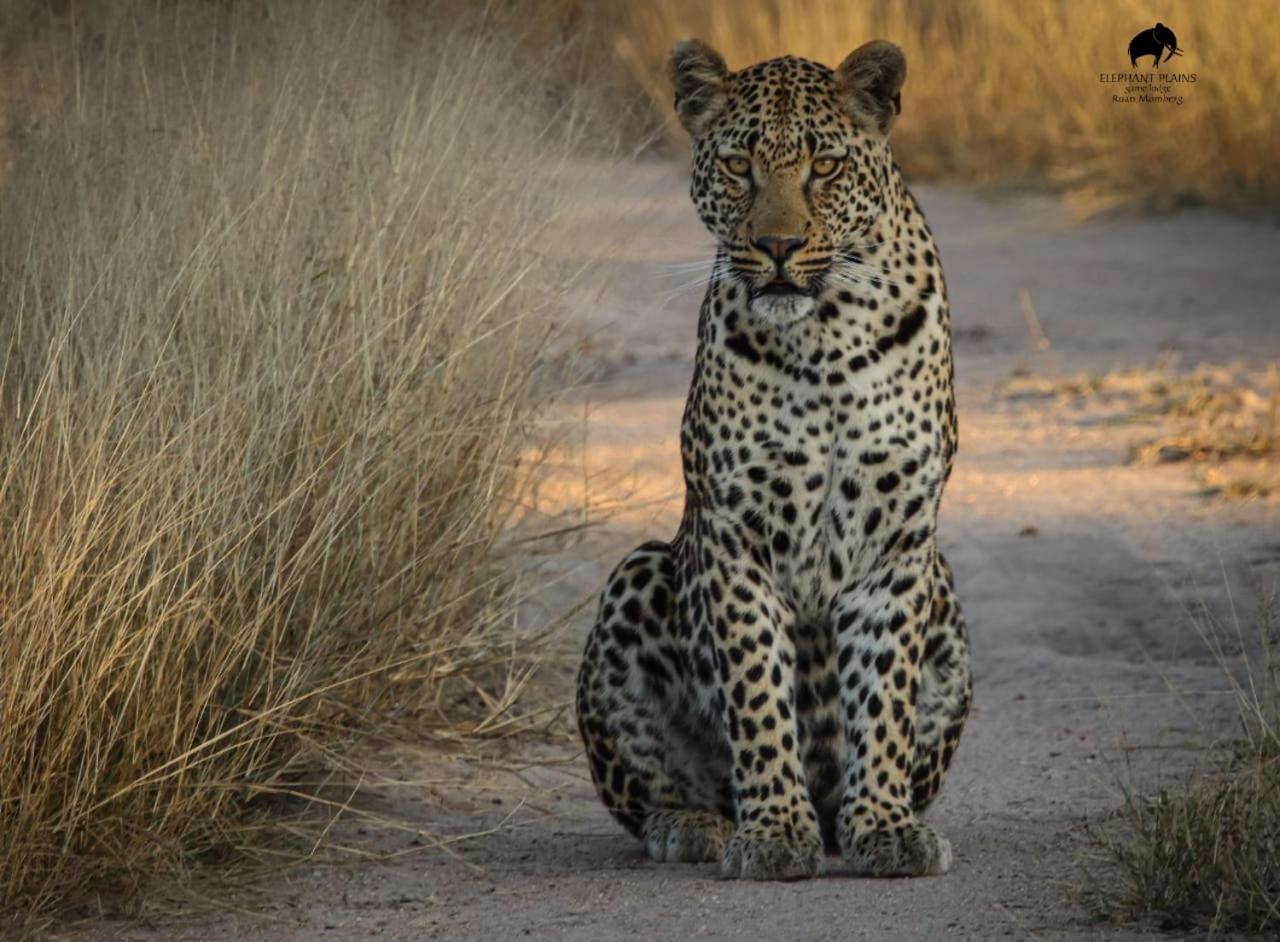 Elephant Plains Game Lodge